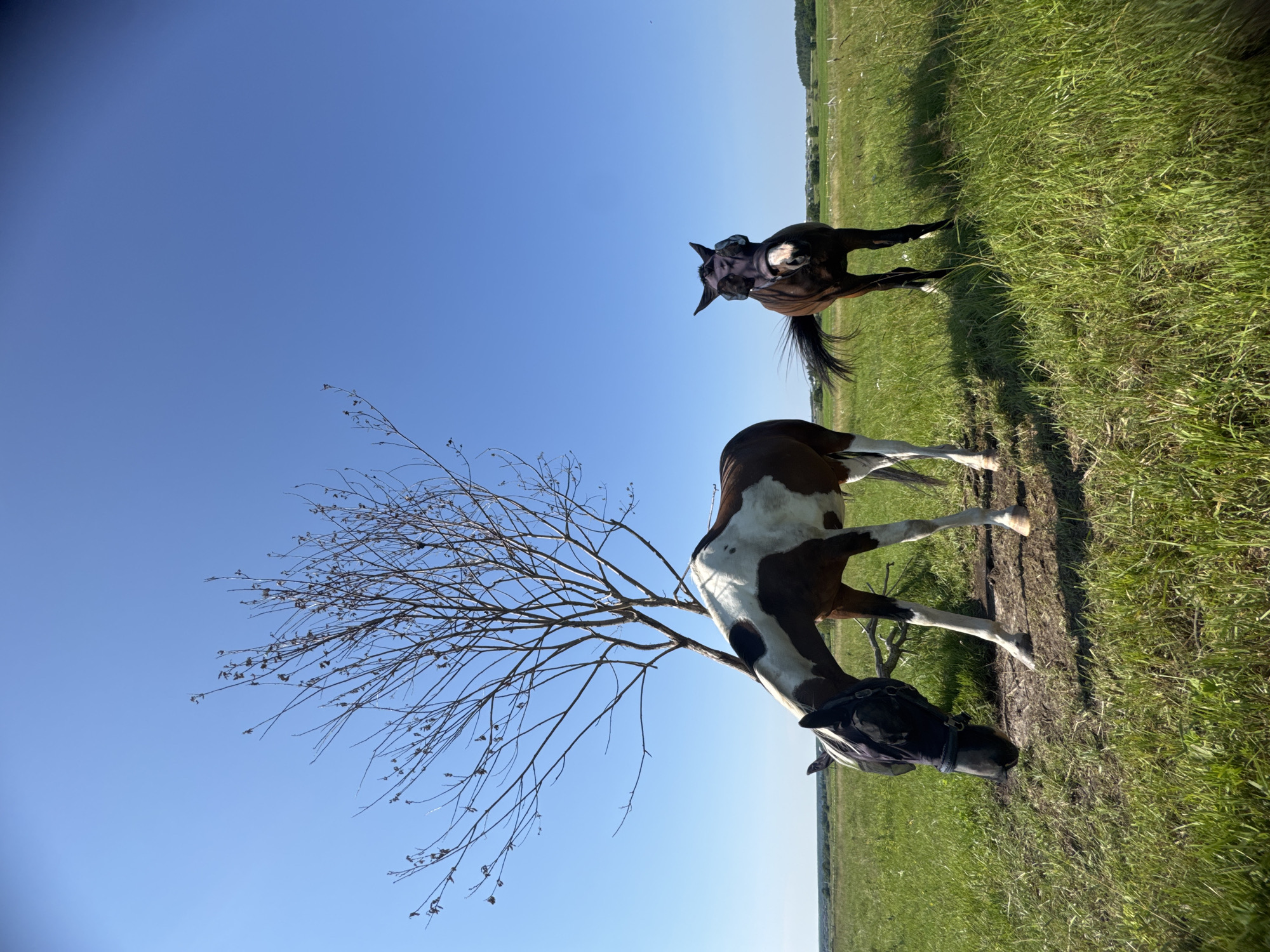 Two horses are in a grassy field under a clear blue sky. The horse in the foreground is a piebald (brown and white) and is grazing with its head down. It is wearing a dark fly mask. Behind it, slightly to the right, is a dark brown horse, also wearing a dark fly mask. This horse is standing and looking towards the camera. A bare, spindly tree stands to the left of the piebald horse, with its branches reaching towards the sky. The field is covered in green grass, with some patches of dry earth near the piebald horse. In the distance, the landscape is flat, with rolling hills and sparse vegetation. There is no indication of the specific location within Kaporskoe, Russia.