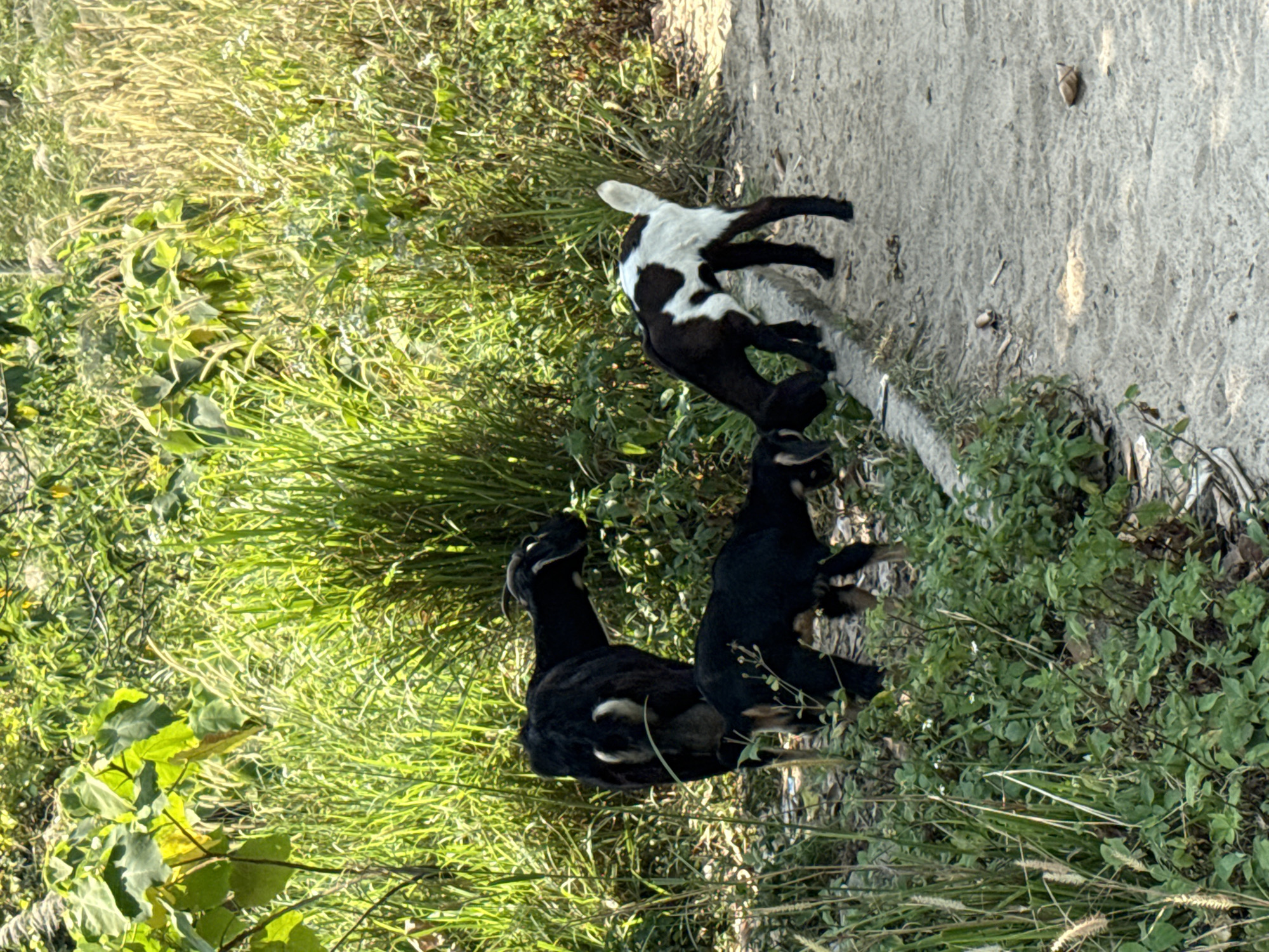 Three goats are situated near the edge of a concrete path. The goats are in a grassy area with varying shades of green vegetation. One goat is black and white, while the other two are black. The location is Đà Nẵng, Vietnam.