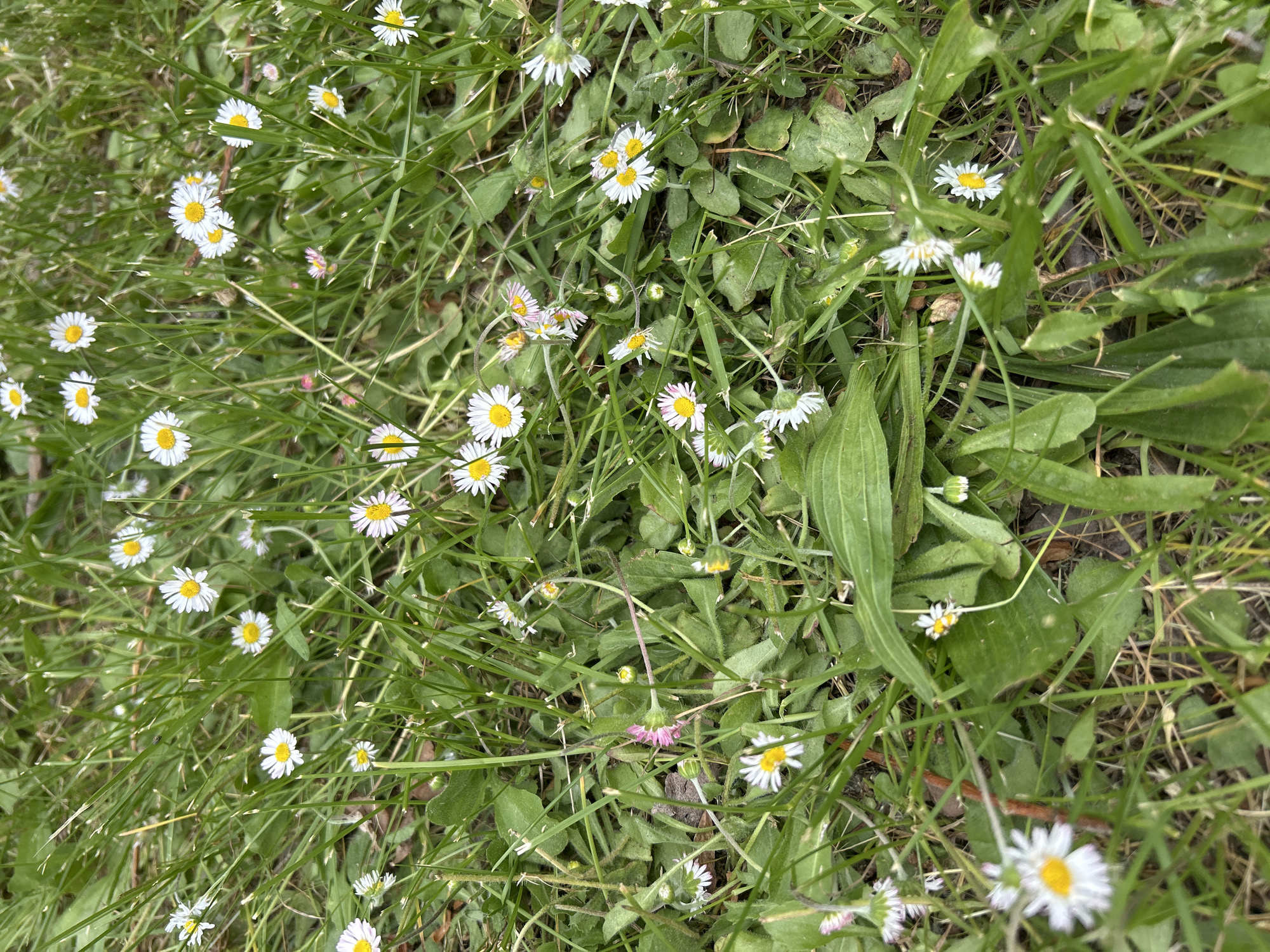 The image shows a patch of grass intermixed with small white daisies, possibly in a lawn or meadow area in an unknown location. The daisies have yellow centers and are scattered throughout the grass. The grass is green and blades are thin. Some broader-leaved plants are mixed in as well. The ground is partially visible through the grass and plants.