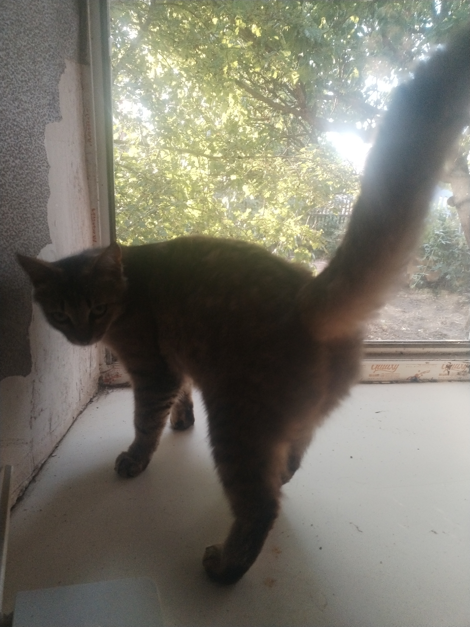 An adult brown cat stands on a windowsill, facing away from the camera and looking over its left shoulder. The cat has a long, bushy tail that is held high in the air. The background is a window with sunlight streaming through trees and foliage. The windowsill appears to be made of white painted wood. The wall to the left of the cat has textured wallpaper. There is a slight glare on the window pane.
