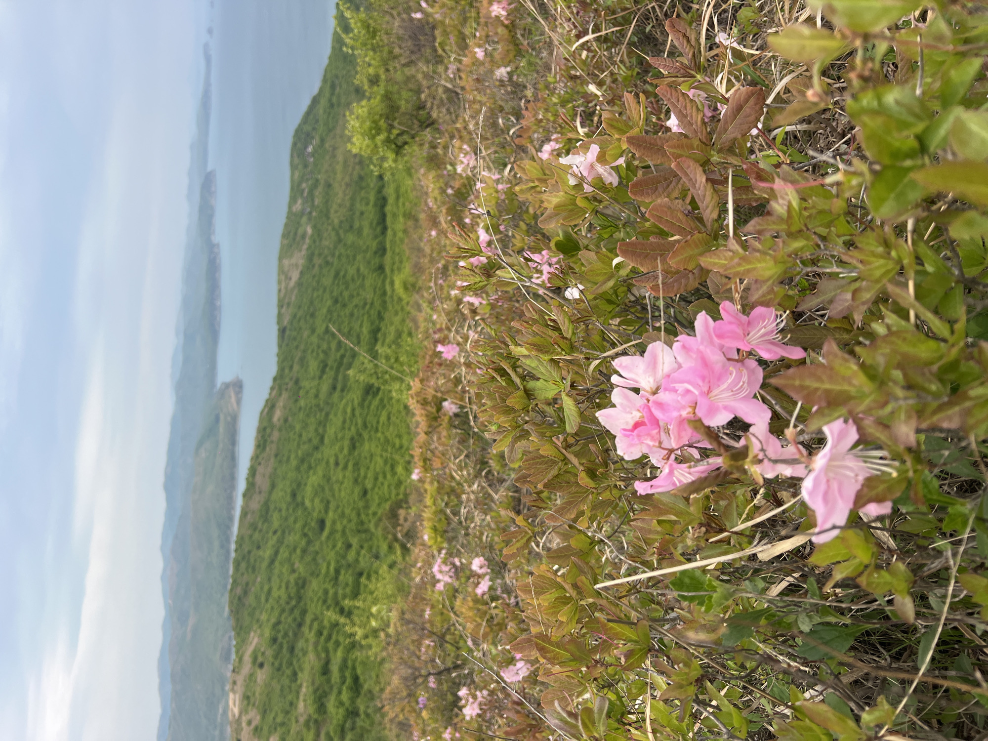 The image depicts a close-up view of pink flowers and foliage in the foreground, with a landscape of green hills and bodies of water visible in the background. The background suggests a coastal or mountainous region. The image does not contain specific information to identify the location as Vityaz', Russia. The scene does not contain any people.