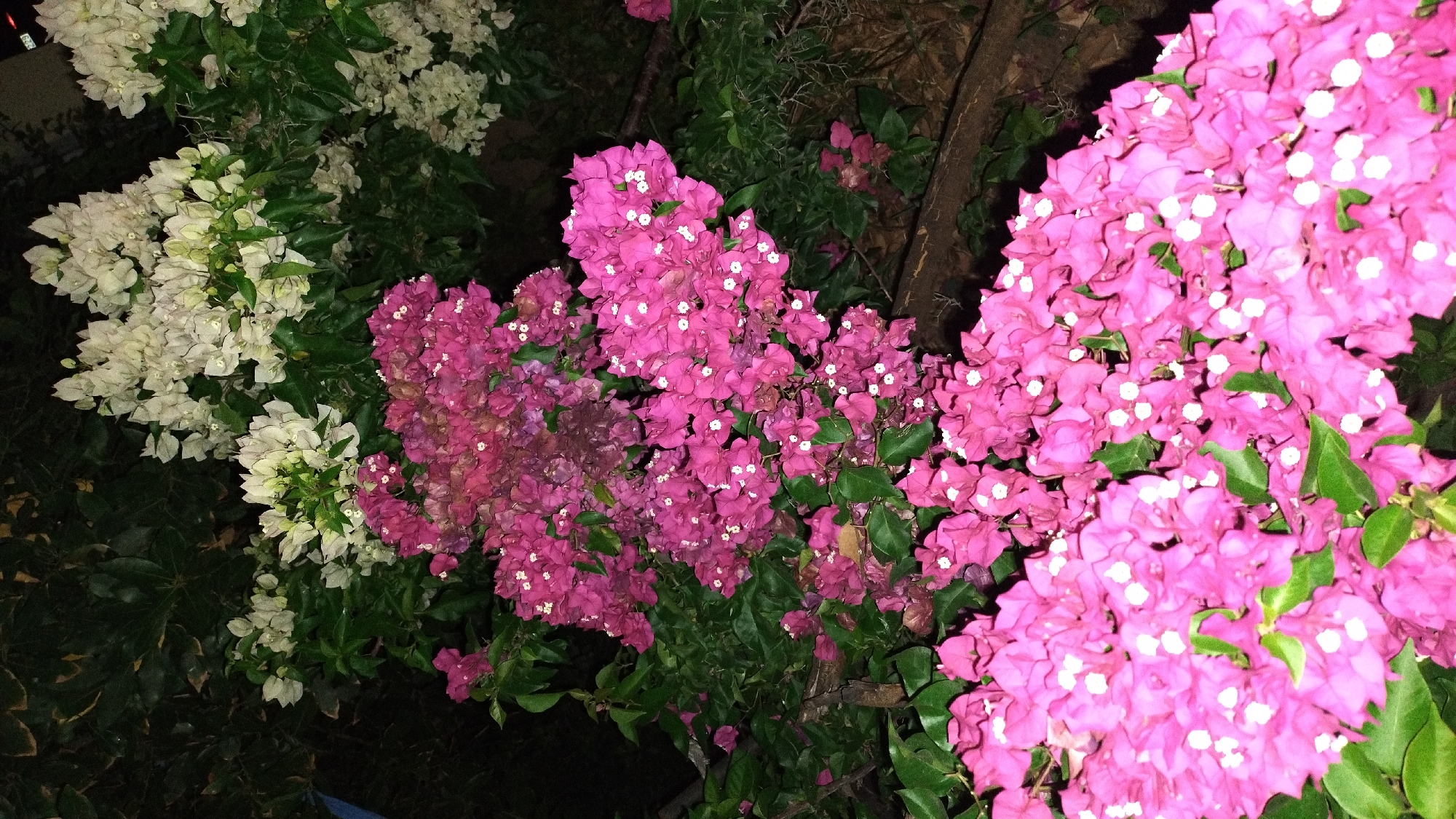 This is a vertical, medium-shot photograph of bougainvillea flowers at night. The flowers are a vibrant fuchsia pink with small white centers, and they are densely packed together, creating a lush and abundant display. Some white bougainvillea flowers are visible in the upper background, contrasting with the pink. The lighting is dim, suggesting it is nighttime, and the background is dark and out of focus, with hints of green foliage. The image appears to have been taken outdoors, likely in a garden or street in Perea, Greece. There are no people or animals visible in the image. The overall impression is one of natural beauty and vibrant color.