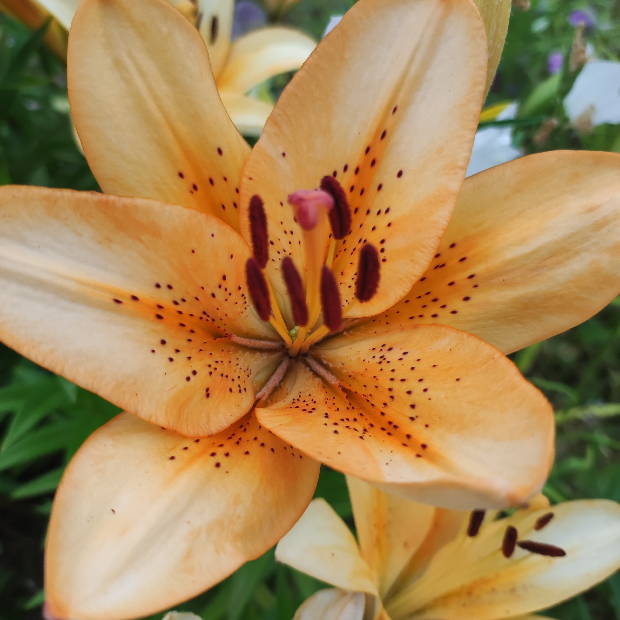 A close-up, top-down view of an orange lily in Navoloki, Russia. The flower's petals are speckled with dark brown spots, and its stamens are a deep maroon. The background is a blur of green leaves and other out-of-focus flowers. The lighting is soft and natural.