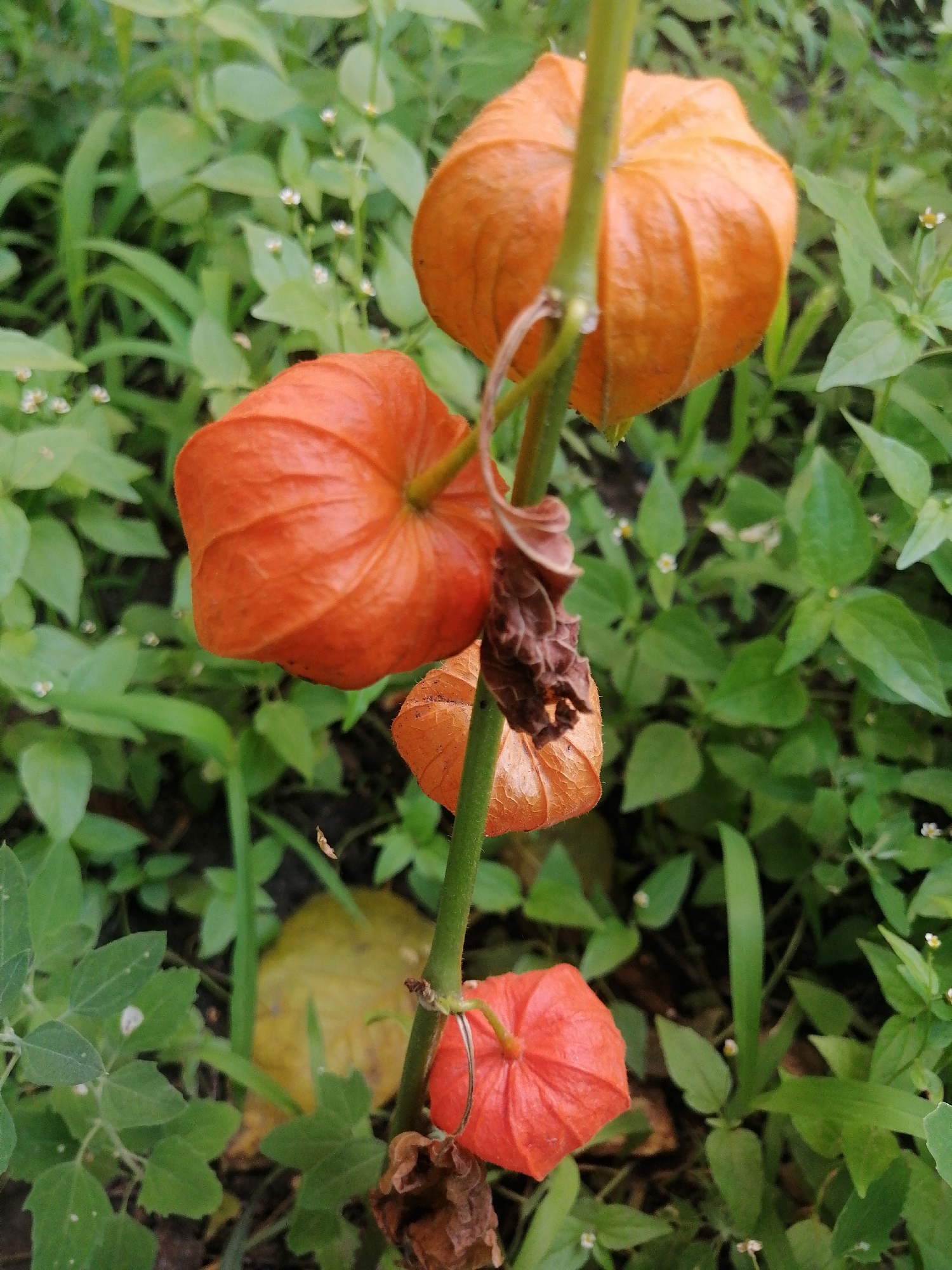 The image shows a close-up of a plant with several orange, papery husks, commonly known as Chinese lanterns or ground cherries. The husks are clustered along a green stem, with some appearing more mature and dry than others. The background is a blur of green foliage, with small white flowers interspersed throughout. There are no people or animals visible in the image, nor any discernible human-made objects. The scene appears to be outdoors in a natural setting, possibly a garden or wild area. The location in Kremenchuk, Ukraine cannot be determined from the visual information provided.