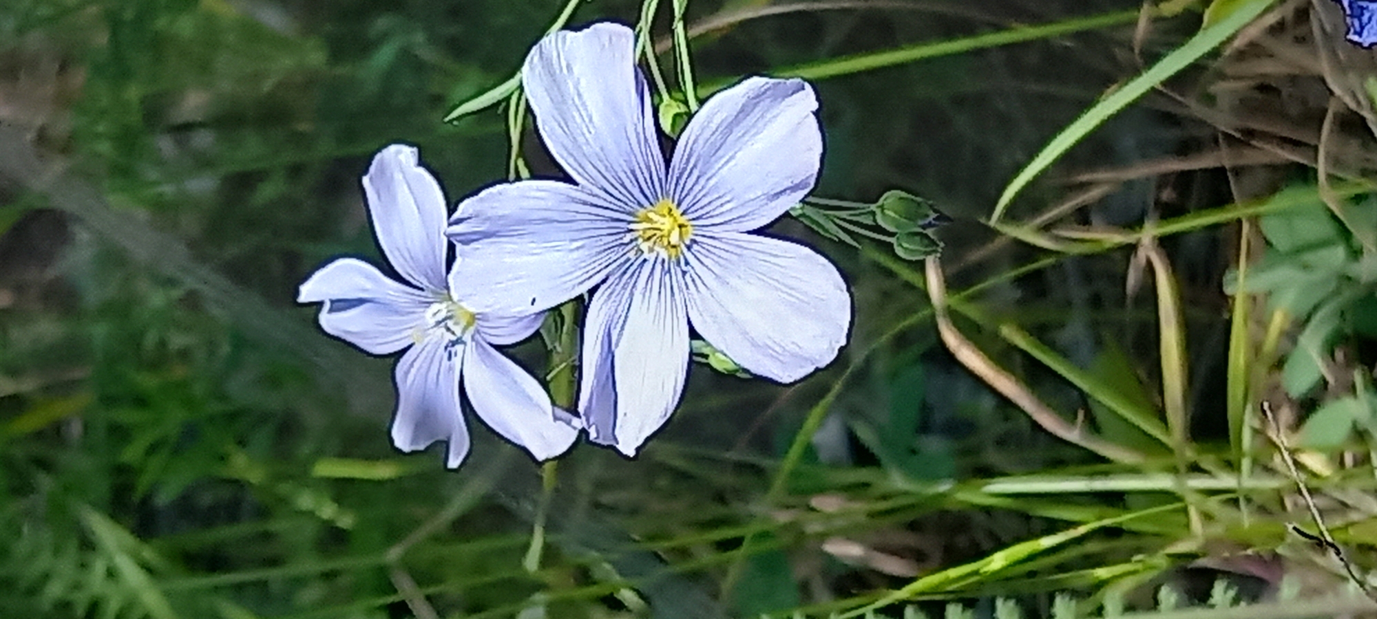 The image captures a close-up view of two light blue flax flowers with yellow centers, set against a blurred green background of grass and foliage. One flower is larger and more prominent in the foreground, its five delicate petals splayed open. The second flower is slightly behind and to the left, its petals also visible. Several green, unopened flower buds are clustered below the larger bloom. The scene is likely in an outdoor natural setting. There is no visible indication of the city of Kryvyi Rih, Ukraine, or any specific human activity.
