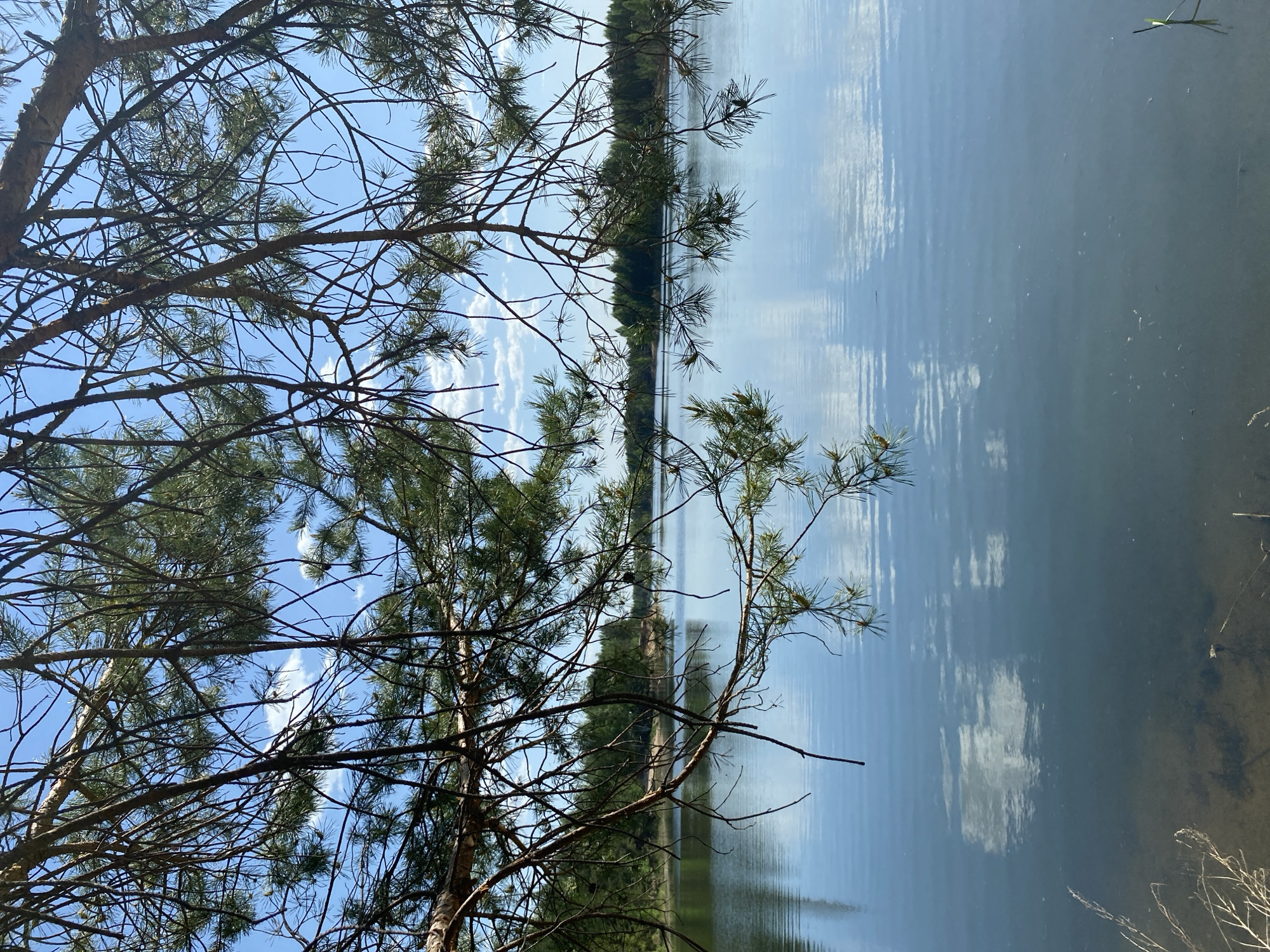 The image depicts a lakeside view, likely in a rural or forested area, as suggested by the presence of trees and calm water. A pine tree dominates the foreground, its branches partially obscuring the view of the lake. The water reflects the sky, creating a mirror-like effect, and another line of trees is visible on the opposite bank of the lake. The sky is blue with some clouds. It is daytime. No people are visible in the image. The image is taken vertically. The city of Novyi, Russia is not visually identifiable in the image.