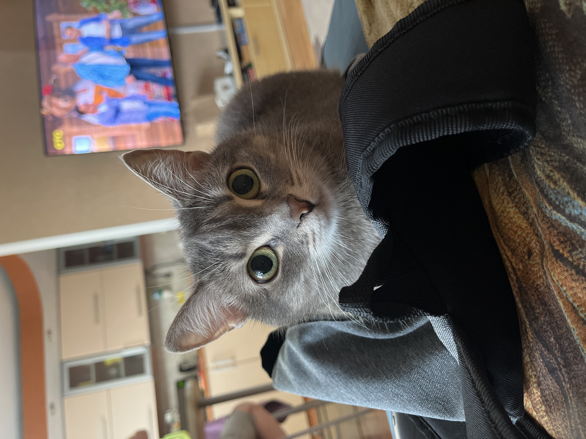The image depicts a domestic cat positioned in the foreground of a residential interior, located in Chaikovsky, Russia. A grey tabby cat with prominent green eyes and dilated pupils is captured in a close-up, looking directly forward. Its body is partially obscured by a dark grey fabric object, possibly a camera case or bag, on which it appears to be resting. This object sits on a brown and gold patterned surface, likely a blanket or upholstered furniture. In the background, to the right, a wall-mounted flat-screen television displays a program featuring multiple human figures and an anthropomorphic bear character within a rustic, wooden-themed set. Below the television, a light wooden entertainment cabinet is visible. To the left, a modern kitchen area is partially visible through an open archway, featuring light beige or off-white cabinetry with silver accents and glass inserts. An orange-colored ceiling detail is present above the kitchen. A blurred human limb is partially visible on the far left of the frame. The scene is well-lit, suggesting indoor lighting or natural light.