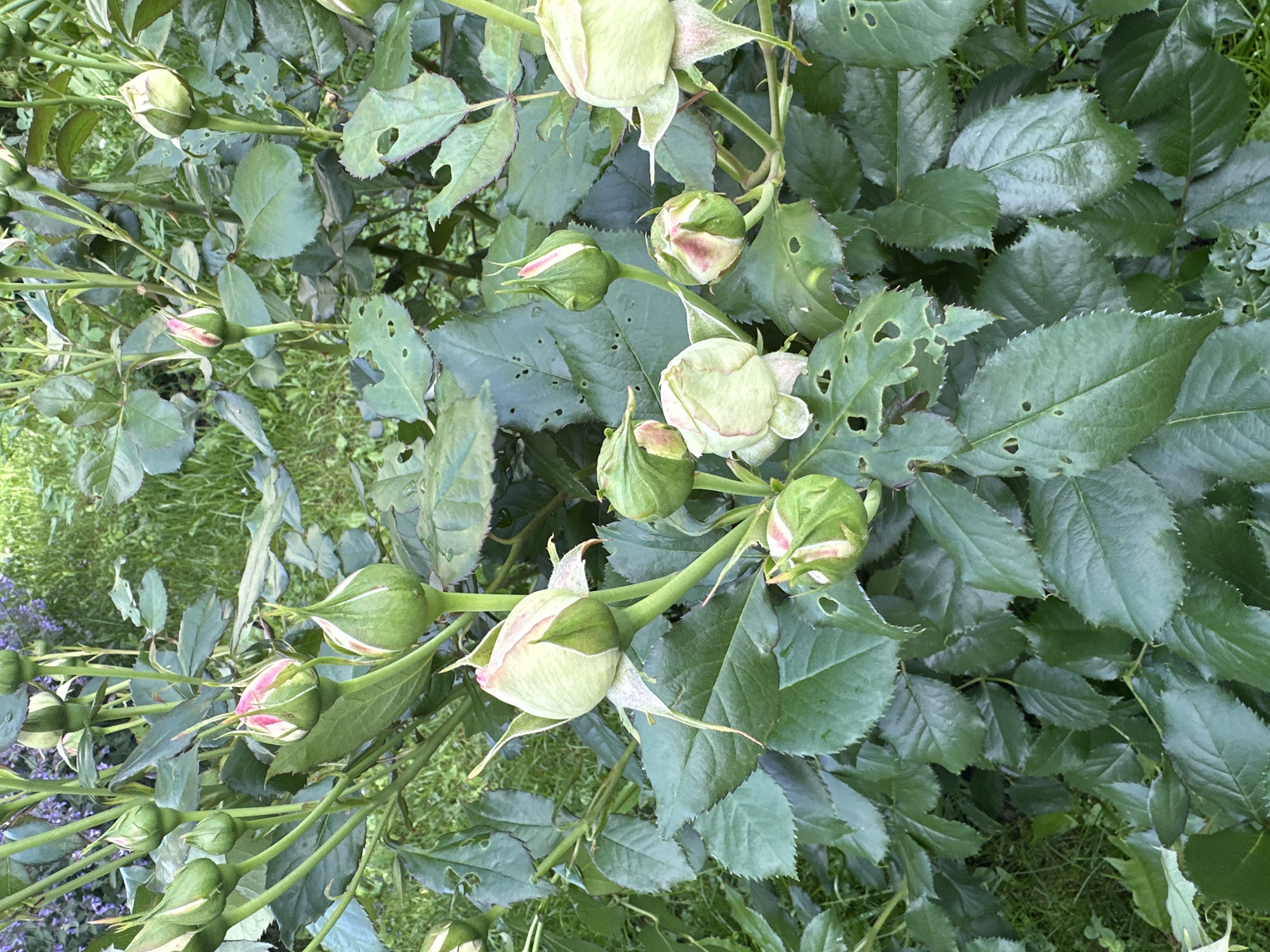 This is a close-up, eye-level, outdoor, vertical shot of a rose bush in the city of Chernyshma, Russia. The rose bush is densely covered in green leaves, many of which have small holes. Several rosebuds are visible throughout the bush. The buds are mostly green with some showing hints of pink at the tips. The background is blurred, but appears to be green grass and some purple flowers. There are no people or animals visible in the image.