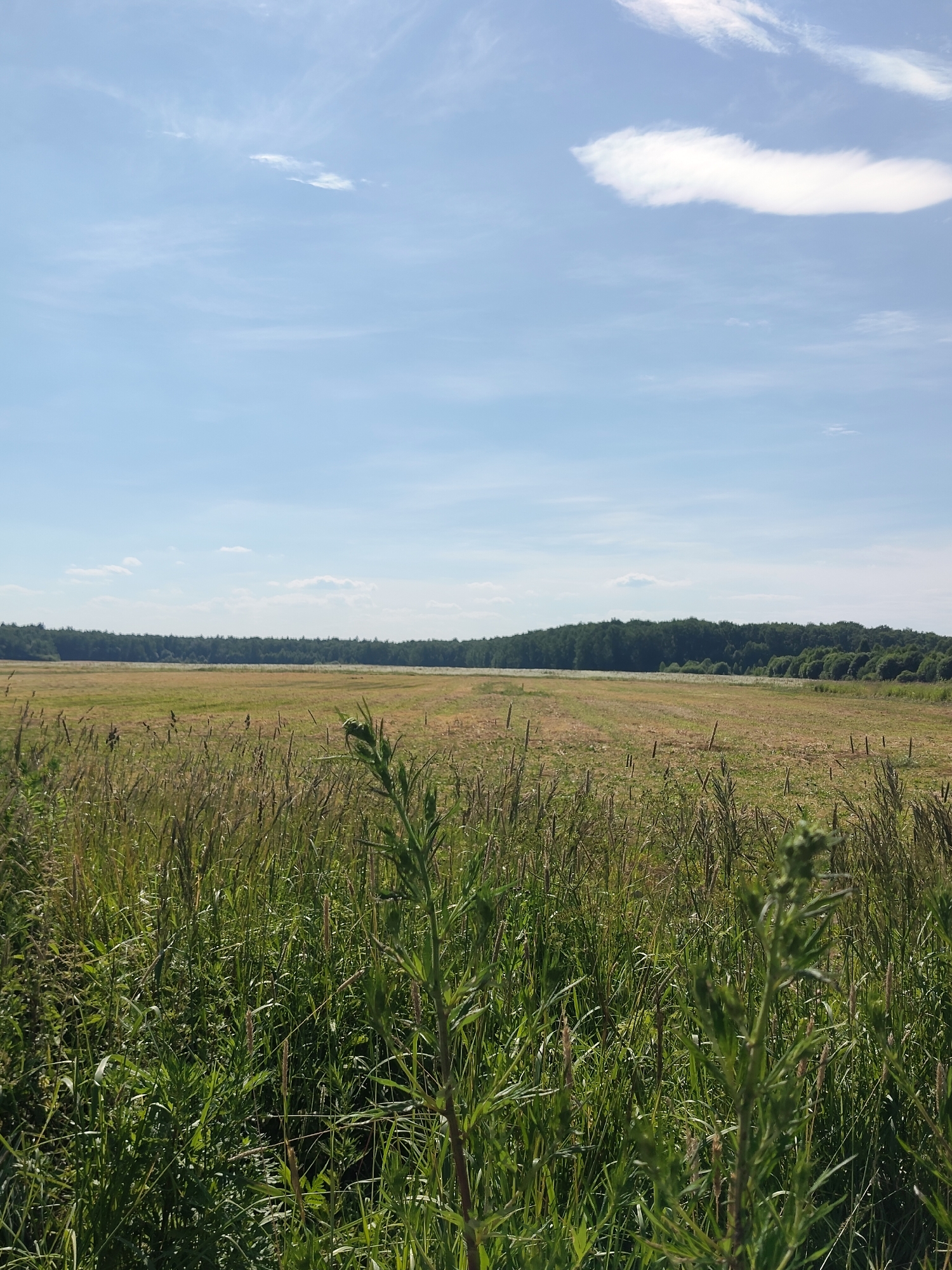 This is a vertical, medium-shot, eye-level photograph of a vast, rural landscape under a bright, sunny sky. The foreground is dominated by tall, green grass and some dry stalks, suggesting a late summer or early autumn setting. The grass is lush and appears somewhat wild, with individual blades and seed heads clearly defined.
In the mid-ground, a large, flat field stretches out, partially harvested or mown, with visible rows of cut grass or straw. The field is a mix of golden-brown and green hues. A line of dark green trees forms a dense forest along the horizon, creating a distinct treeline that separates the field from the sky. The trees appear to be deciduous, given their dark, uniform green color.
The sky is a vibrant blue, with scattered, wispy white clouds. The sunlight is strong, casting a clear light over the entire scene and suggesting it is daytime, likely midday or early afternoon. There are no people or man-made objects visible in the frame, emphasizing the natural and undeveloped character of the landscape. The overall impression is one of peacefulness and natural beauty, characteristic of a rural environment in Russia, perhaps in the vicinity of Melikhovo. There is no visible text in the image.