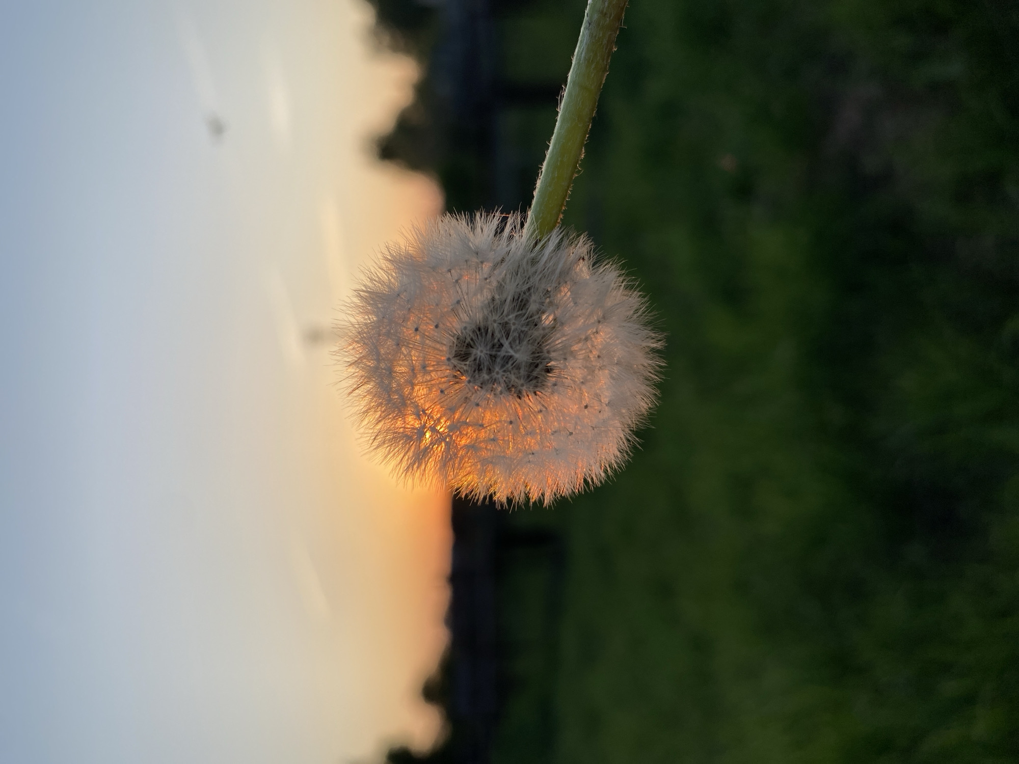 A dandelion seed head is in focus, backlit by a sunset. The background shows a blend of orange and blue sky meeting a dark, blurred landscape with green foliage. The dandelion stem is visible, green and slightly fuzzy. The seed head is white and spherical, with individual seeds radiating outwards. The location appears to be outdoors, possibly a field or garden at dusk. No people are visible.