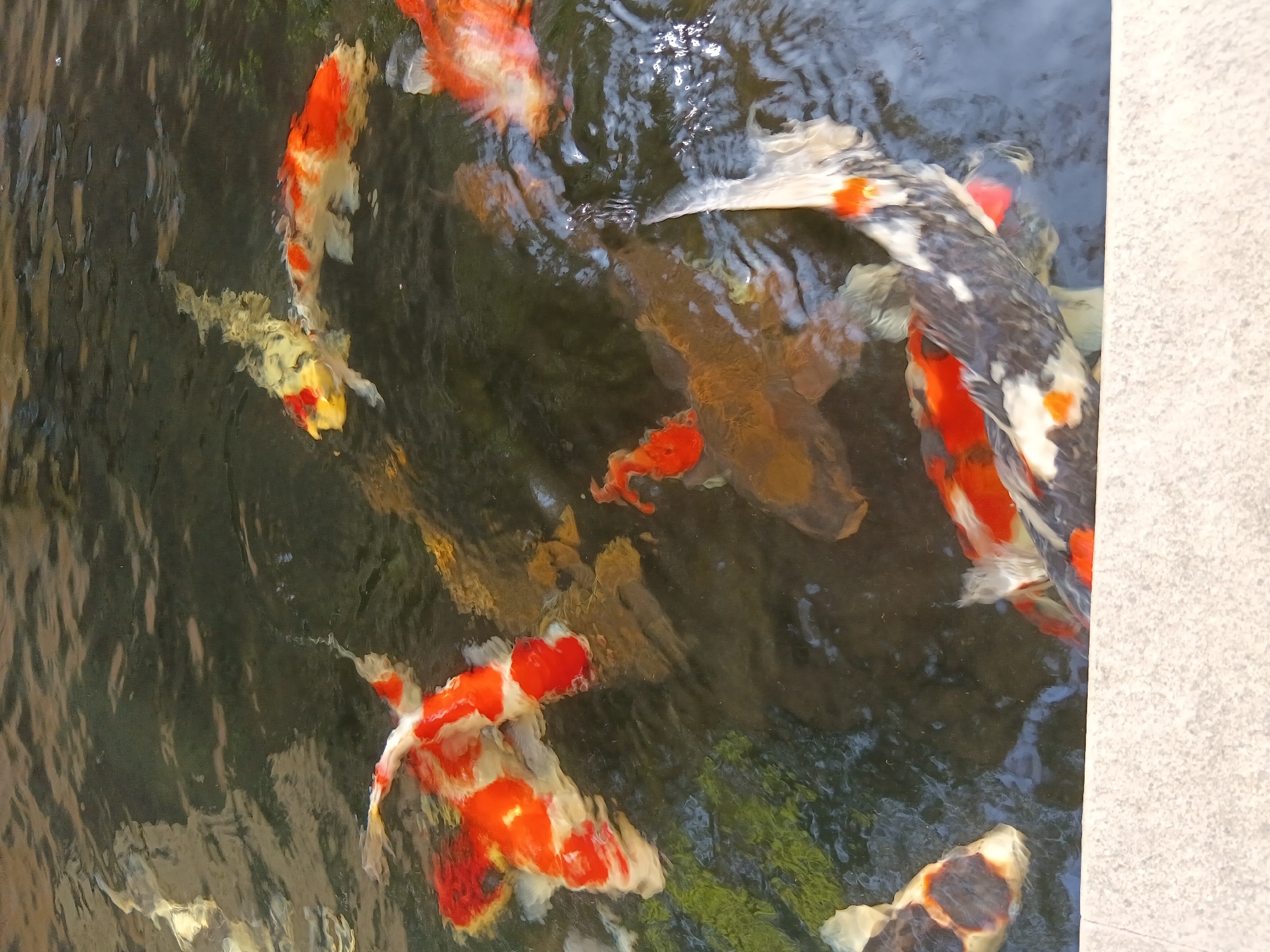 This image depicts a close-up, high-angle view of several koi fish swimming in murky water, likely in an outdoor pond. The fish are of various colors, including white, orange, and black, with some exhibiting patterned scales. The water's surface is rippled, indicating movement. The edge of a light-colored, textured surface, possibly a concrete border or walkway, is visible in the foreground. The scene is set in Surabaya, Indonesia, though the specific location within the city is not provided.