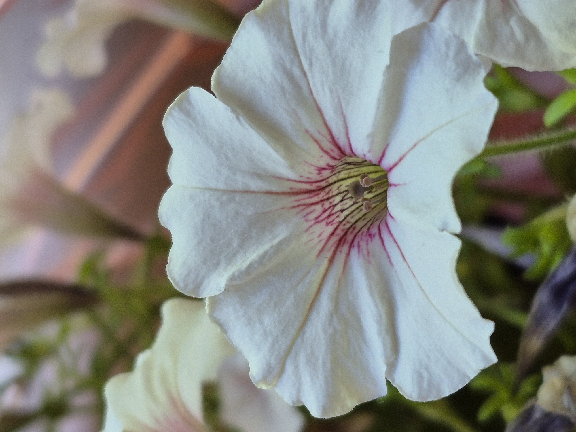 A close-up, slightly angled photograph shows a white petunia flower in bloom. The flower is dominant in the frame, with its petals unfurling and showing delicate pink veins radiating from the center. The center of the flower appears yellowish and green with visible stamen. The background is softly blurred, featuring hints of other flowers and green foliage, suggesting an outdoor garden or a potted plant setting. The lighting highlights the texture of the petals, creating subtle shadows and highlights. No people or man-made objects are clearly discernible in the immediate foreground or background, making the specific location within a city or building impossible to determine.