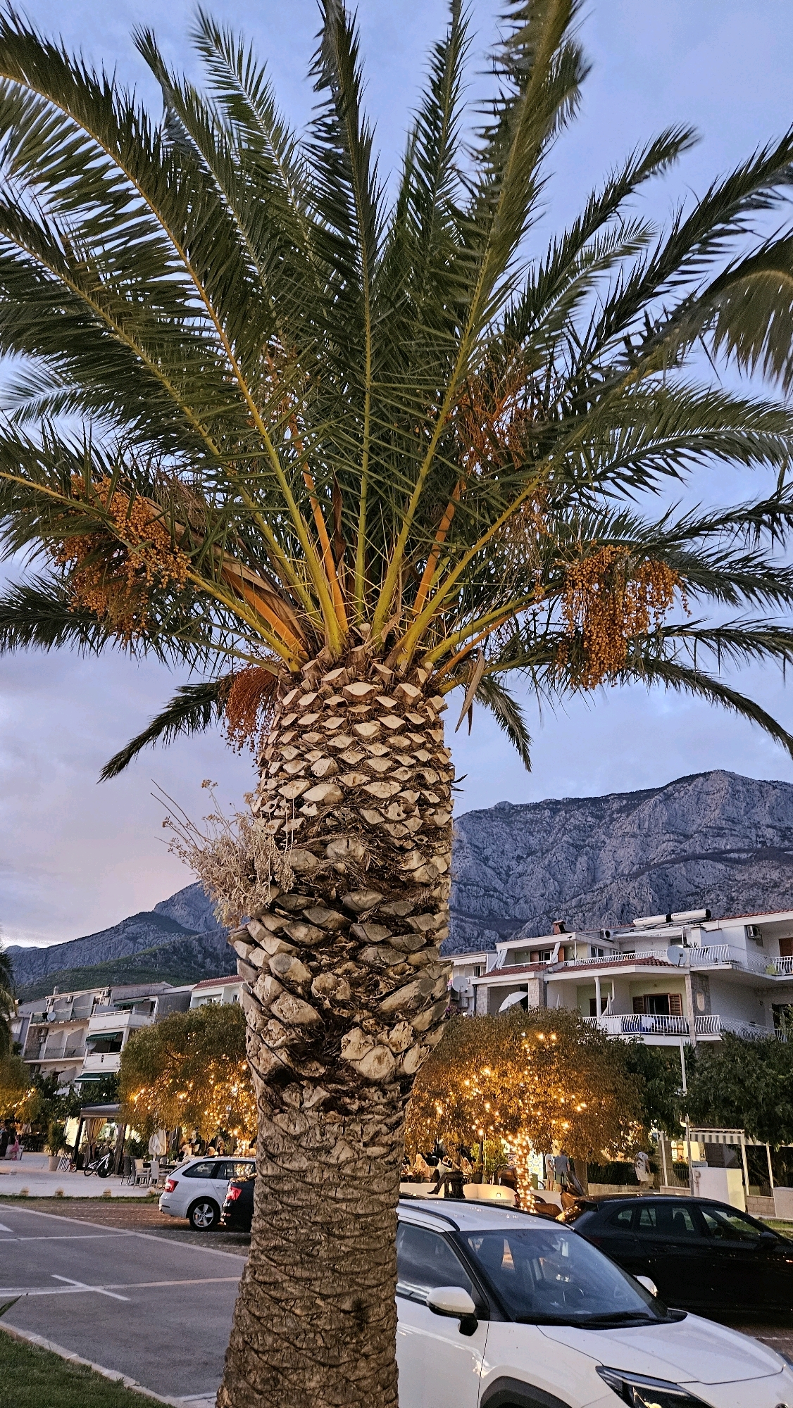 In Općina Tučepi, Croatia, at dusk, a mature palm tree with a thick, textured trunk dominates the foreground. Clusters of small, orange fruits hang from its fronds, which are illuminated by the fading light of the sky. In the background, a row of white buildings with balconies and red-tiled roofs is visible, set against a backdrop of rocky mountains. The street in front of the buildings is lined with cars, and trees adorned with string lights create a festive atmosphere. The scene suggests a coastal town or resort area, possibly during an evening gathering or event.
