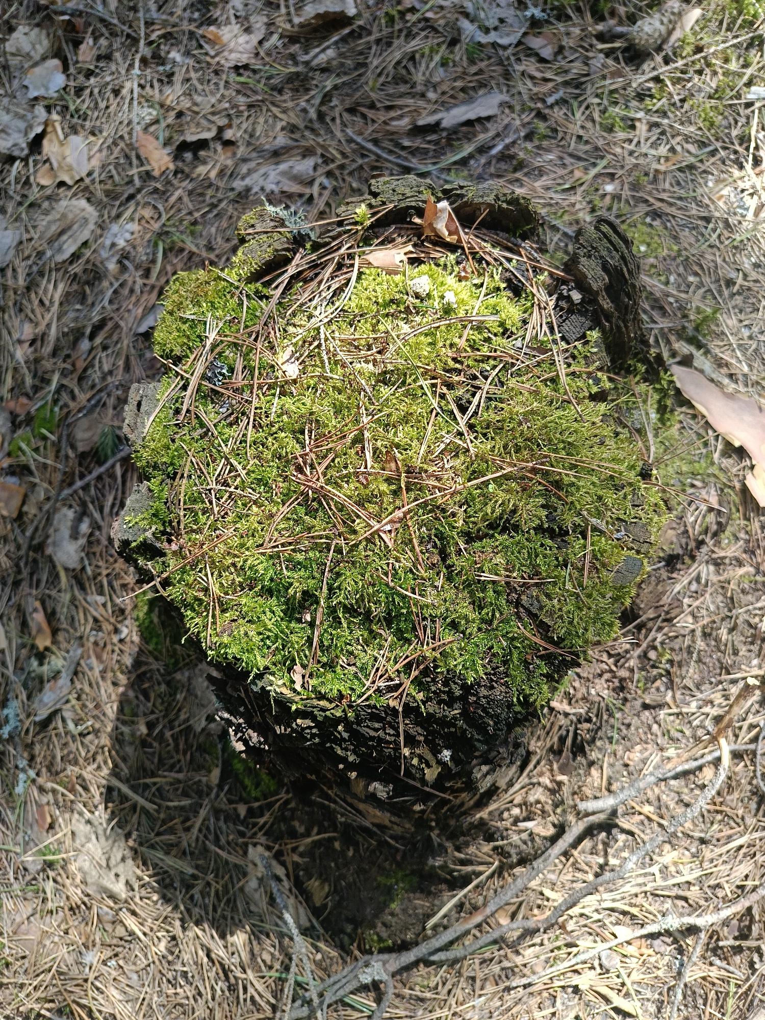 The image is a close-up, overhead shot of a tree stump covered in green moss, situated within a forest environment near the city of Chaikovsky, Russia. The stump appears weathered with dark bark. Dry pine needles and small twigs are scattered across the top of the moss-covered surface. The forest floor surrounding the stump is covered in brown pine needles, dry leaves, and twigs. The sunlight creates shadows to the left of the stump. There are no people or animals visible in the image. The only discernible object is the mossy tree stump itself within its immediate natural environment.