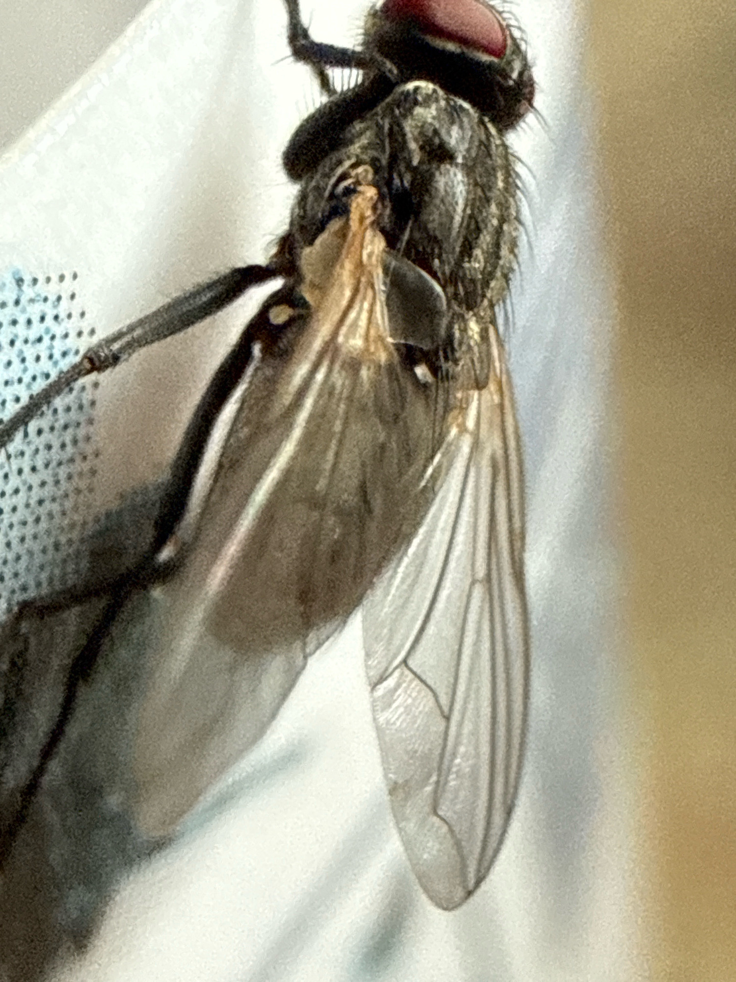 The image is a close-up, macro photograph of a dead fly. The fly is predominantly black and grey, with a prominent red eye. Its wings are translucent and veined. The fly is positioned on a white, textured surface that appears to be fabric, possibly with a faint blue dotted pattern visible on the left side. The background is out of focus, showing a warm, light brown color. There are no people, actions, or interactions depicted. The location in the city of Galinė, Lithuania is not discernible from the visual information provided in the image.