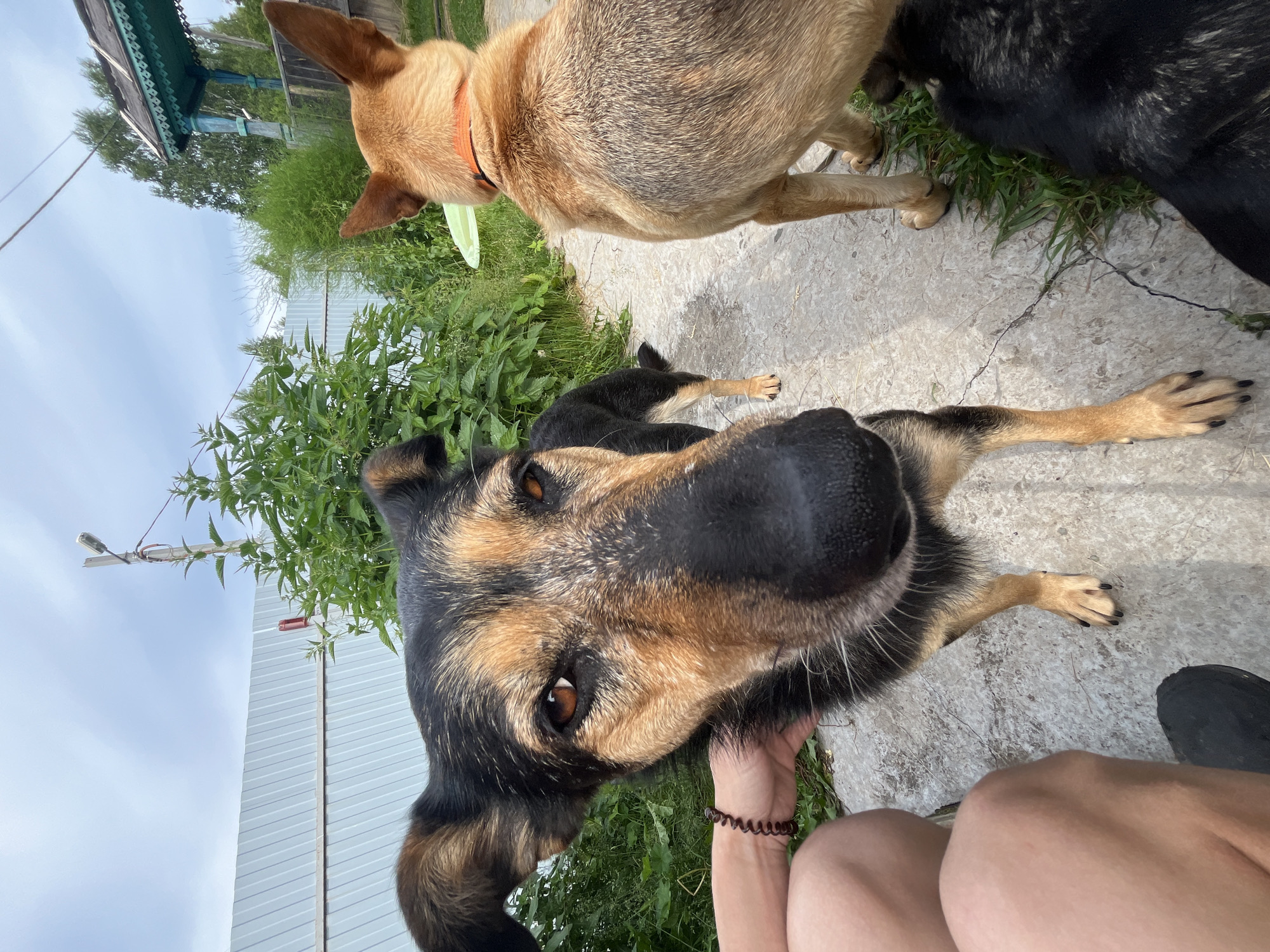 In Nizhny Tagil, Russia, on a cloudy day, a medium-sized dog with black and tan fur is in the foreground, looking directly at the camera with its head close to the lens. Its eyes are a warm brown, and its nose is prominent and dark. A person's arm, wearing a dark beaded bracelet, is visible on the left, touching the dog's fur near its face.
Behind the foreground dog, a larger tan-colored dog is facing away from the camera, wearing an orange collar. Its back and head are visible. To the right of the tan dog, the back of another black dog is partially visible.
The dogs are standing on a light-colored concrete path. To the left of the path is a white metal fence, and behind that, a lush green bush with bright green leaves. A wooden post with a simple light fixture is visible behind the bush. Further in the background, a traditional Russian wooden structure with ornate green trim and a sloping roof is visible amongst trees. The overall environment suggests a rural or suburban outdoor setting.