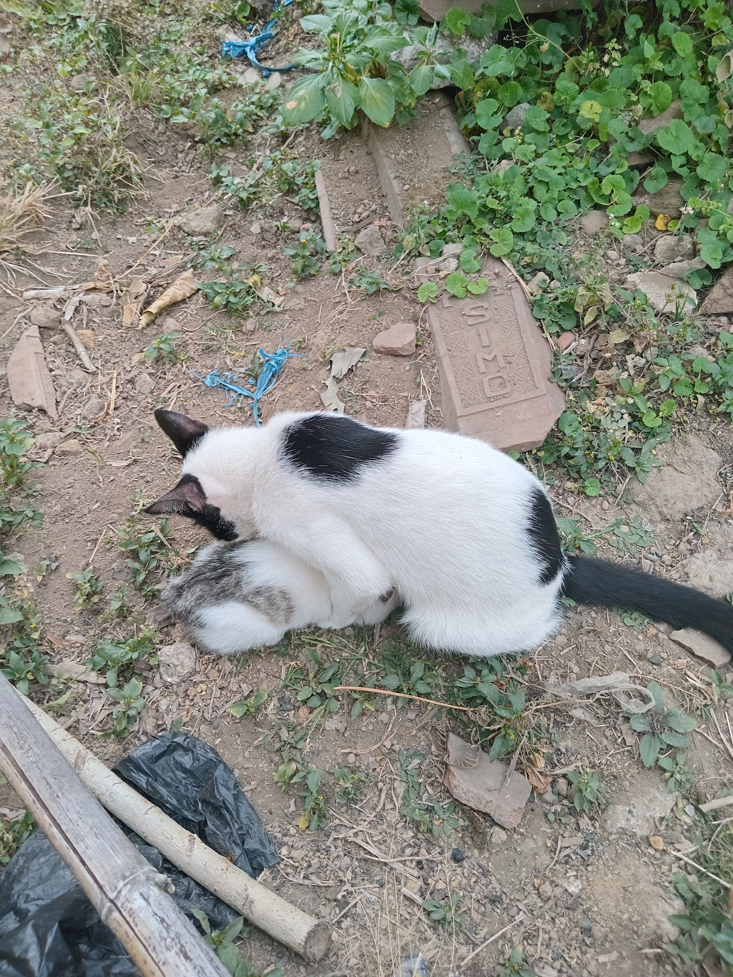 The image shows two cats, one white with black markings and the other a tabby, interacting on the ground in what appears to be an outdoor area with dirt, dry leaves, and sparse vegetation. The white cat is on top of the tabby cat, appearing to be grooming or cuddling. In the background, there is a red brick with writing on it and some debris, including a black plastic bag and a piece of bamboo. The ground is a mix of soil, small stones, and fallen leaves. The lighting suggests it is daytime. The location in Claket, Indonesia is not discernable from the image itself.
