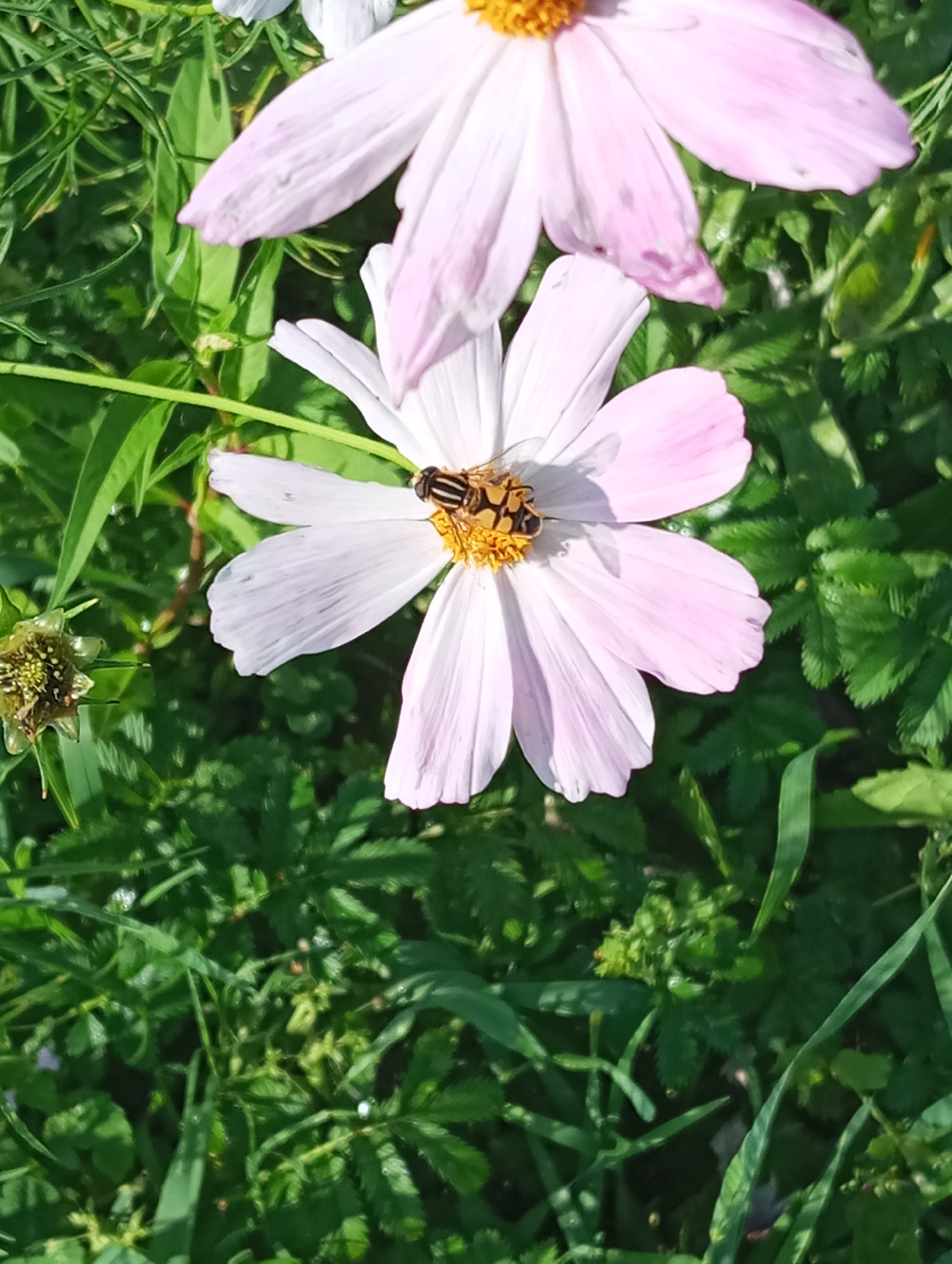 A close-up, high-angle outdoor shot features a light pink cosmos flower in focus, with another out-of-focus cosmos flower above and to the left. A hoverfly with yellow and black stripes is perched on the center of the focused flower, its body angled slightly towards the left. The flower has delicate, pale pink petals and a yellow center. The background consists of blurred green foliage, with hints of other plants and some dew drops visible on the leaves. To the left of the focused flower, a small, dried seed head with visible remnants of green is present. The lighting suggests a sunny day, casting shadows on the flower petals. The overall scene is a naturalistic portrayal of a garden environment.