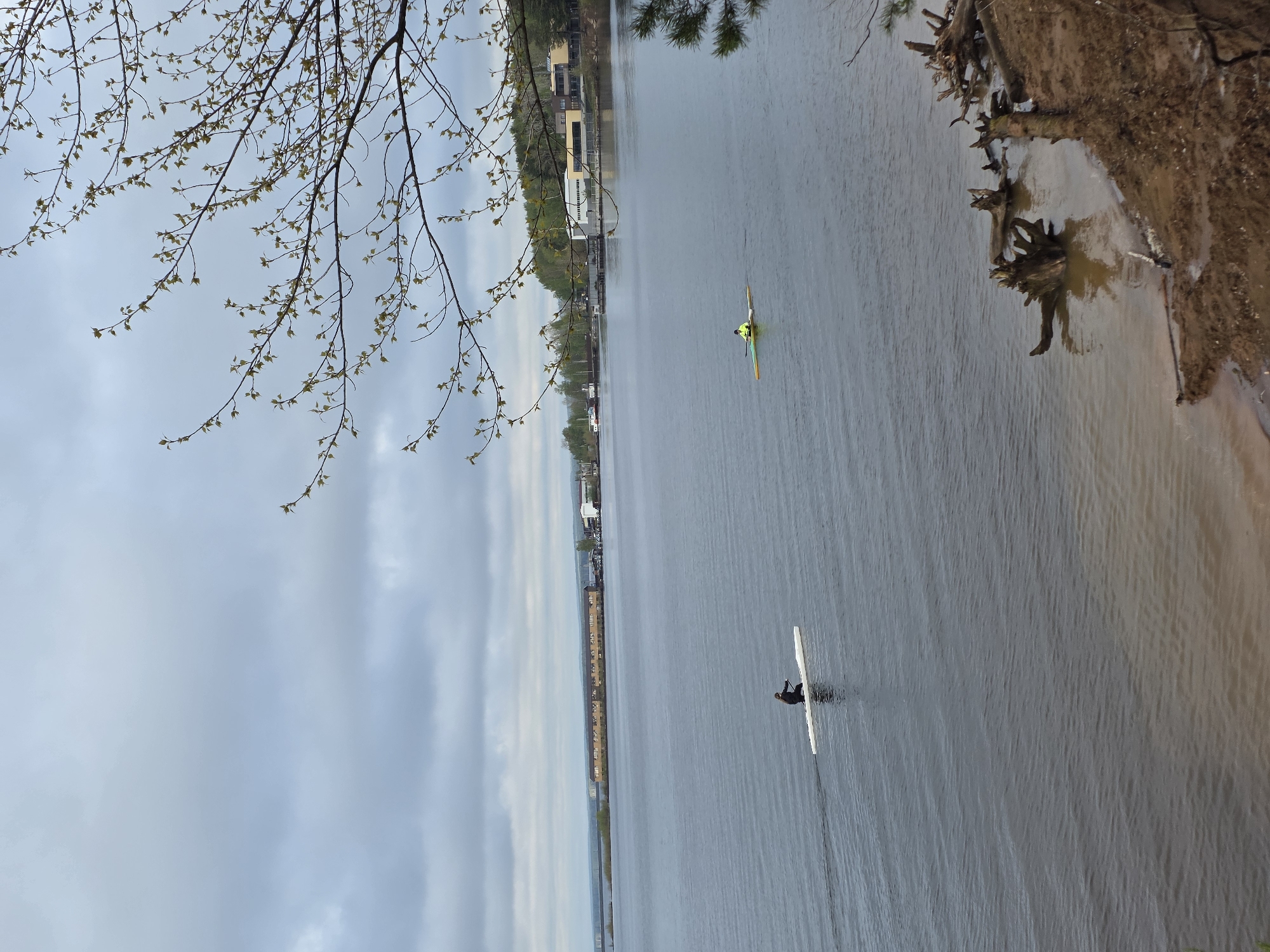 The image depicts a river scene in Chaikovsky, Russia, with two individuals in single scull rowing boats on the water. A tree branch with budding leaves hangs in the upper left corner, framing the scene. The shoreline is visible on the right, exhibiting signs of erosion with exposed tree roots. Buildings are situated along the opposite bank of the river, hinting at urban development. The sky is overcast. The rowing boats and their occupants are the focal point of the image, suggesting recreational or competitive activity. The overall environment suggests a blend of nature and urban landscape along the river.