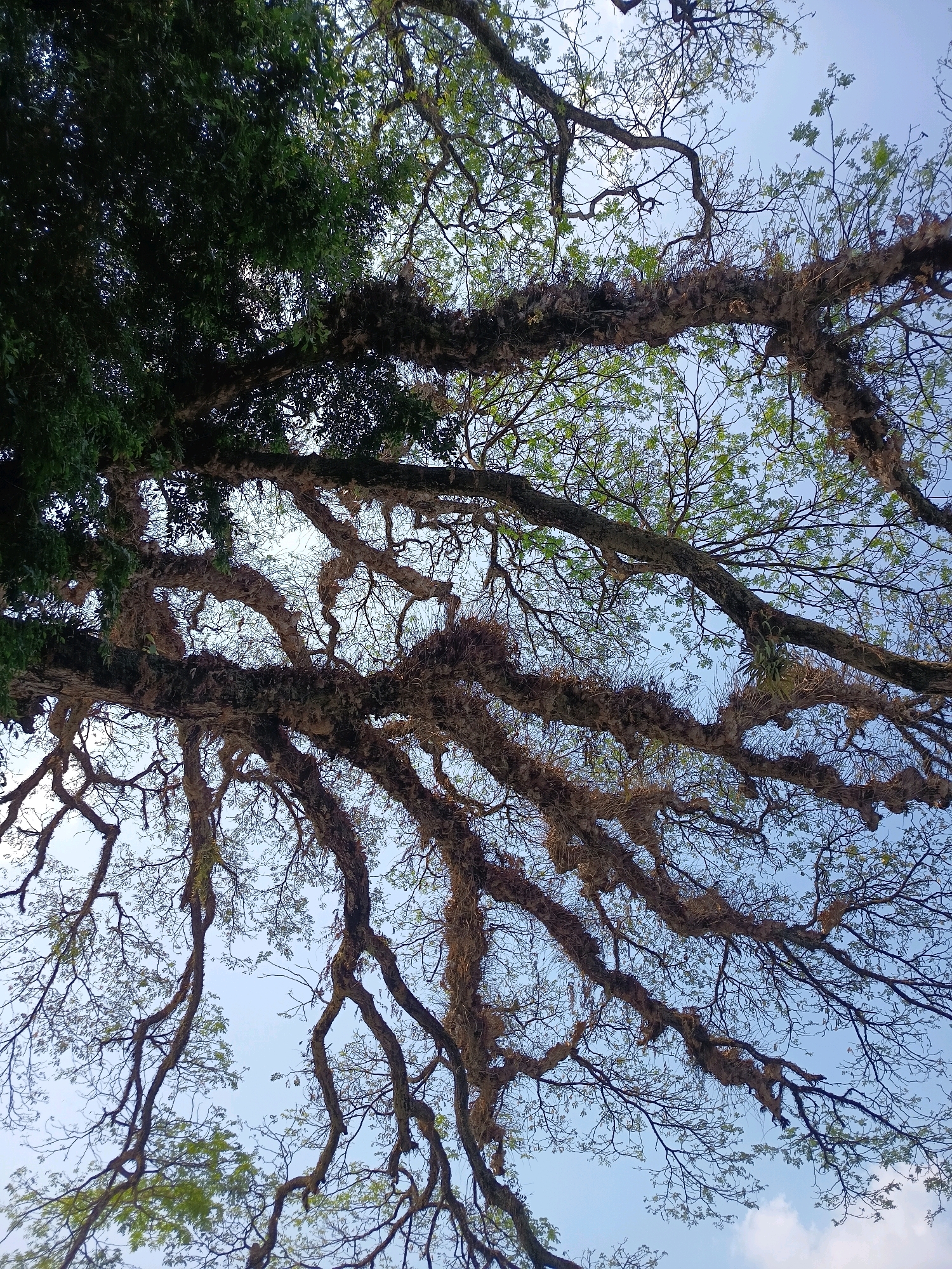 The image shows a view looking up at the branches of a large tree against a light blue sky. The branches are covered in moss and epiphytes, and many smaller branches and leaves are visible, creating a dense canopy. The lighting suggests it is daytime, possibly late morning or early afternoon, with sunlight filtering through the leaves. There are no people or man-made structures visible in the image. The scene is likely located outdoors in a natural environment.