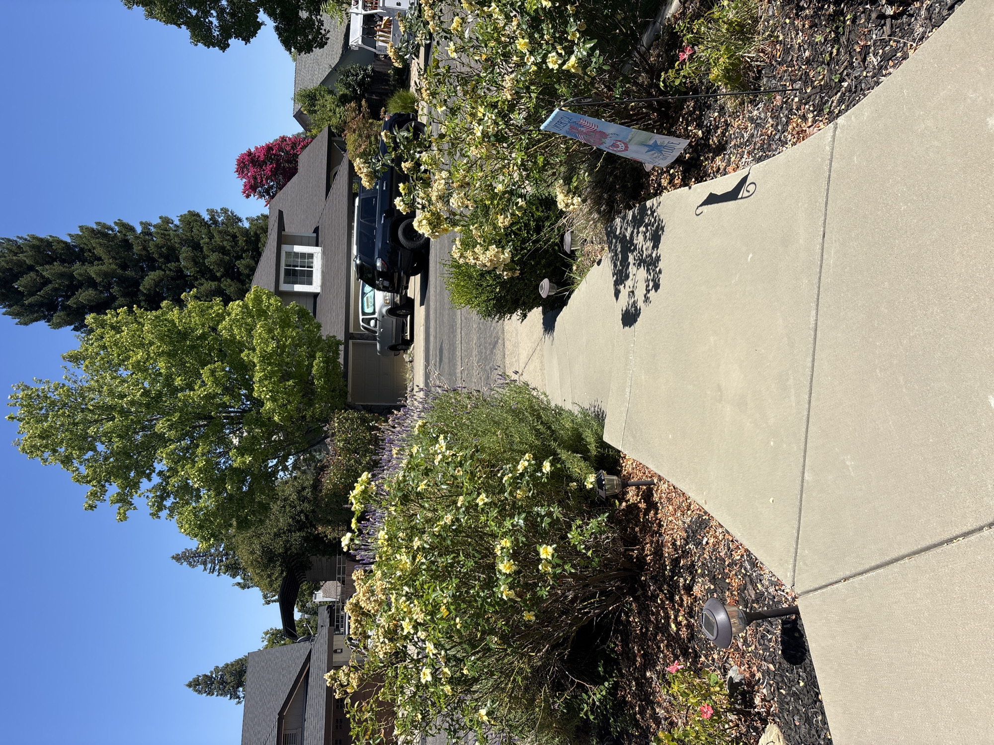 A concrete walkway leads towards a residential property under a clear blue sky on a sunny day. The walkway is flanked by lush green bushes and flowering plants with yellow blossoms. A solar-powered garden light is visible on the left side of the walkway, nestled amongst wood chips and a few pink flowers. Further into the property, a dark-colored SUV and a light-colored truck are parked in front of a house with a dark roof and brown siding. A tall evergreen tree stands prominently in the background, along with other trees and houses. A decorative sign with patriotic imagery is placed in the flower bed on the right side of the walkway. The scene appears to be in Folsom, California.