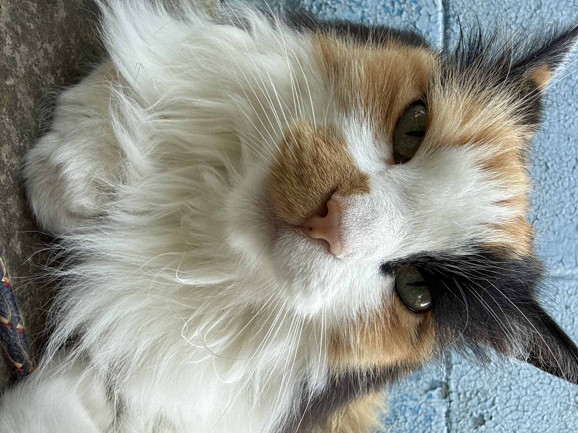 A close-up, eye-level shot captures the face of a calico cat against a distressed, pale blue background. The cat's fur is a mix of white, orange, and black, with long white whiskers fanning out from its muzzle. Its green eyes are focused intently on the viewer. The cat's pink nose is prominent, and its ears, tipped with black fur, are alert. The background appears to be an outdoor wall, with visible peeling paint. The bottom of the image shows a portion of the cat's fluffy white chest and a dark-colored object, possibly a toy or a piece of string, resting on a gray, textured surface.