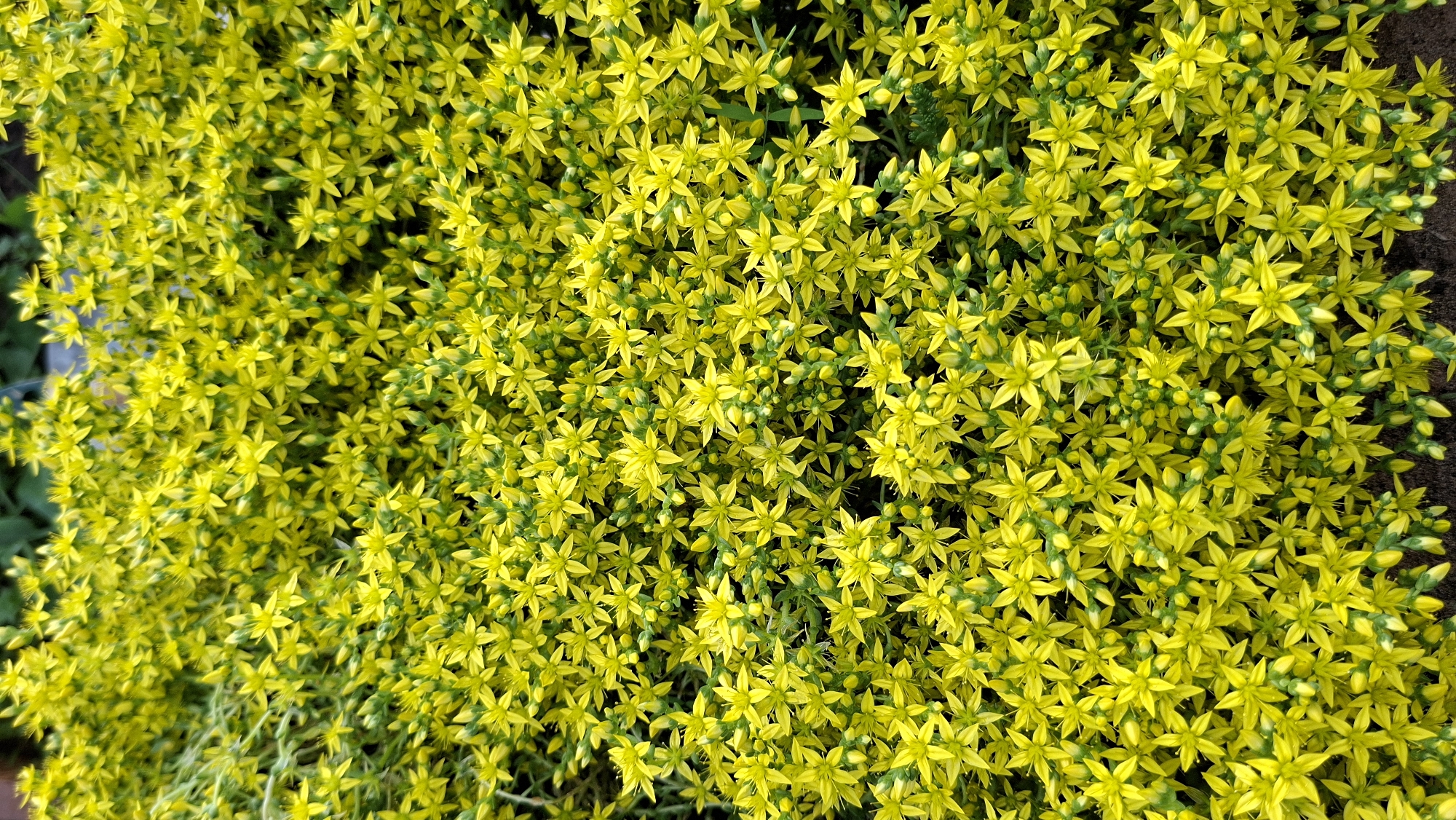 This media file is a close-up, top-down view of a dense groundcover of small, star-shaped yellow flowers. The flowers are vibrant and tightly packed, creating a carpet of bright color. Some small green leaves and buds are interspersed among the blossoms, adding a bit of textural variation. The overall impression is of a lush and abundant floral display. The image appears to have been taken outdoors, likely during daylight hours, as indicated by the bright and even lighting. There are no people or specific objects clearly visible, the focus is entirely on the flowers. There is no visible text in the image. The location context is provided as Большой Букор, Russia, suggesting this is a natural or cultivated planting in that region. The weather appears to be fair, allowing the flowers to be in full bloom.