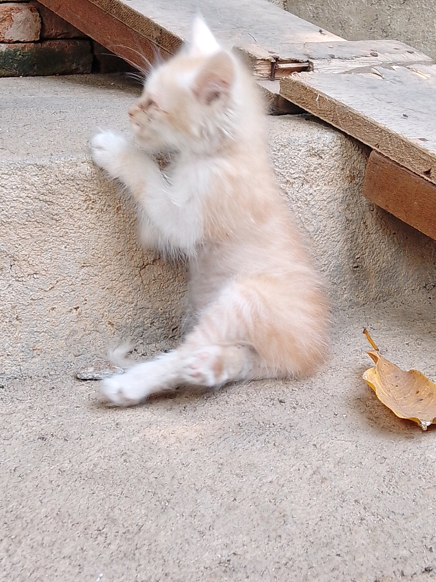 A light-colored, fluffy kitten is positioned on a textured concrete surface. Its body is angled to the left, with its front paws gripping the edge of a slightly raised, rough-textured surface. The kitten's fur appears light orange and white. To the right of the kitten, on the concrete, lies a single dry, brown leaf. In the background, there are wooden planks and what appear to be bricks, suggesting an outdoor or slightly dilapidated setting. The overall environment seems to be a part of an outdoor stairway or platform, potentially in a residential area. The scene is devoid of any human presence.