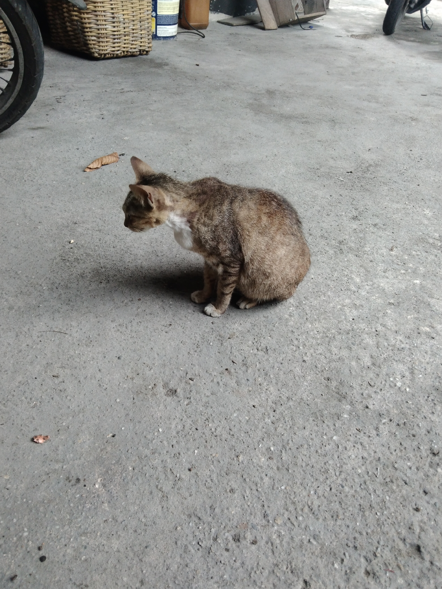 In the city of Suak Lanjut, Indonesia, a domestic shorthair cat is seated on a concrete surface. The cat, with tabby markings and white fur on its chest and paws, is facing left, looking down. Behind the cat, a woven basket and a portion of a motorcycle wheel are visible. The environment appears to be outdoors, with scattered debris on the ground.