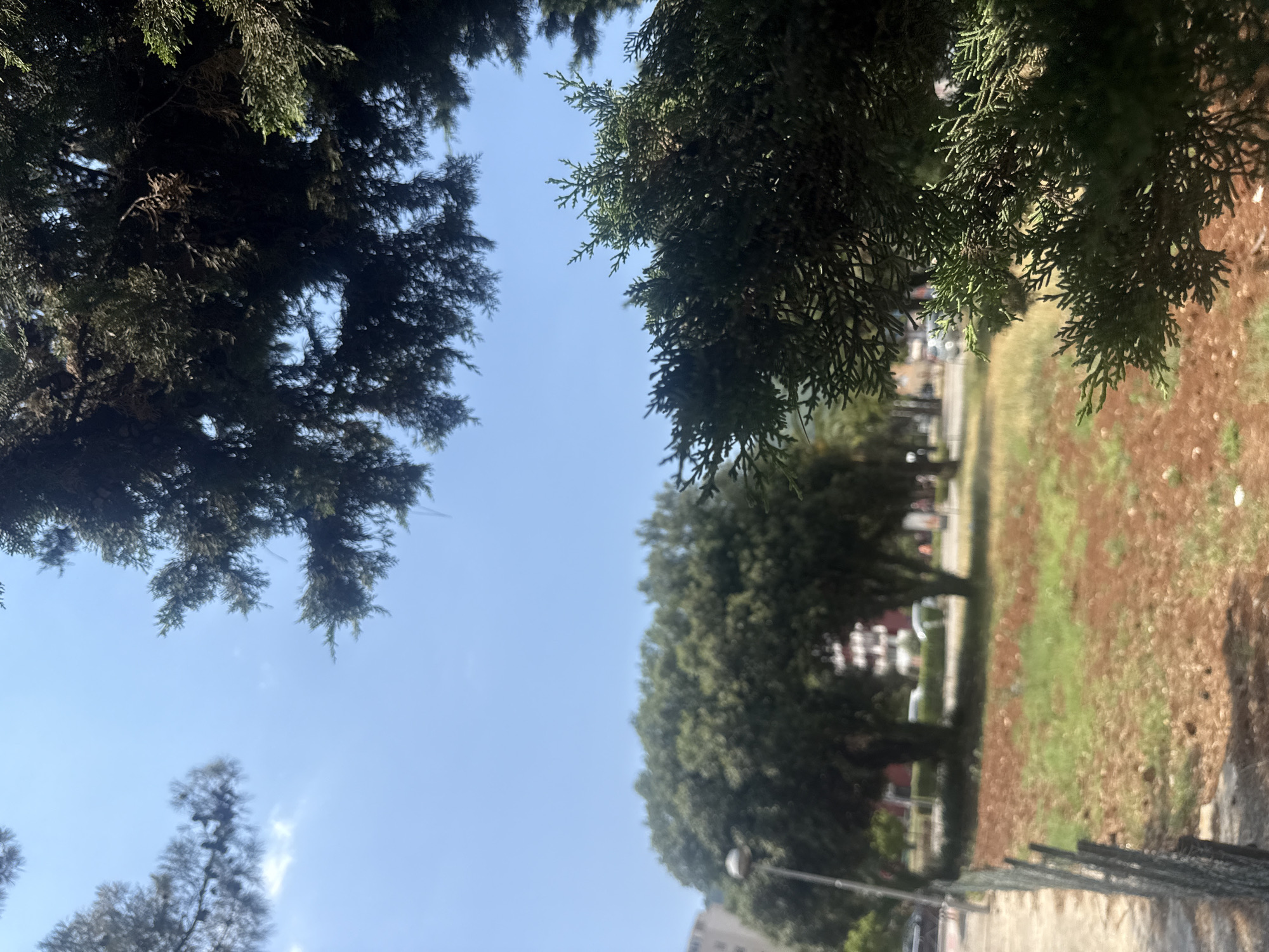 The image shows a view looking up through trees towards a bright blue sky. The foreground is dominated by dark green foliage, likely from coniferous trees, with some lighter green, feathery branches visible on the right. These branches create a frame, partially obscuring the scene beyond.
In the middle ground, a large, lush green tree stands out against the sky. To the right of this tree, the ground appears to be a mix of soil and grass, with some reddish-brown patches. A pathway or road runs through this area, bordered by trees on the left. Further in the distance, buildings and infrastructure are visible, suggesting an urban or semi-urban setting. A street lamp is also present. The overall impression is that of a sunny day, likely in the late morning or early afternoon, given the brightness of the sky and the shadows cast by the foliage. The image conveys a sense of peacefulness and being outdoors, possibly in a park or garden area. No people are clearly visible, and there is no discernible text. The foliage and general environment suggest a Mediterranean climate.
