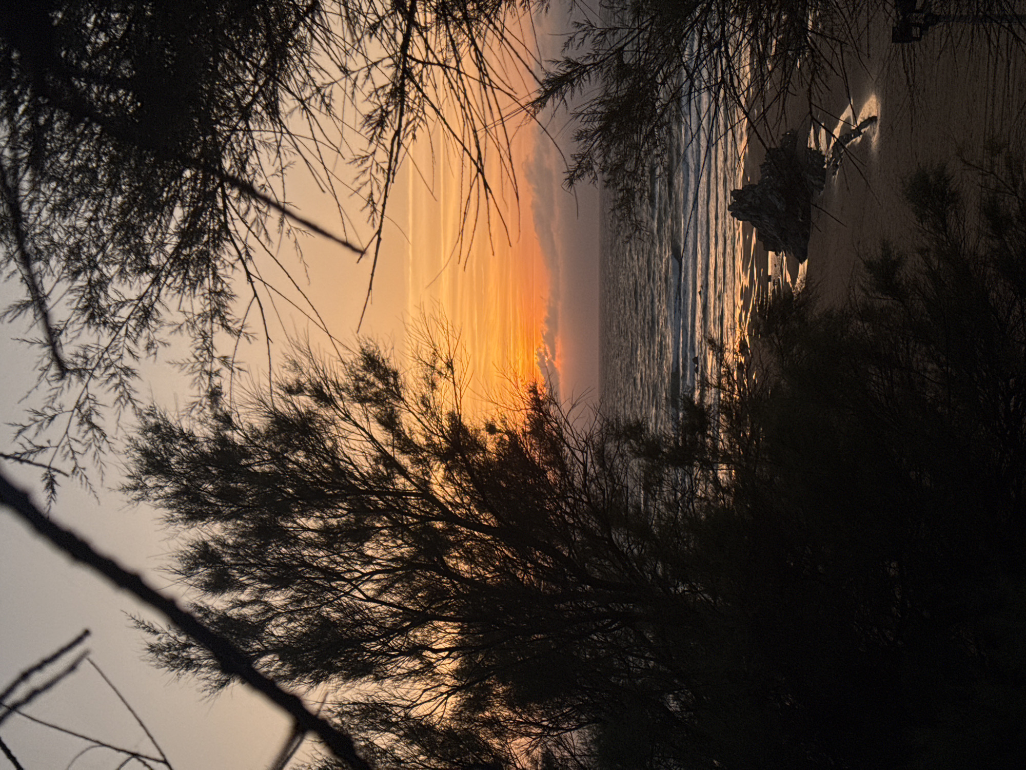 This is a vertical, eye-level, medium shot photograph of a sunset over the Cantabrian Sea, framed by the silhouettes of trees and branches. The sky is a gradient of soft yellow, orange, and pink, with thin horizontal cloud formations visible near the horizon. The ocean exhibits gentle waves reflecting the colors of the sunset. The foreground is dominated by the dark, detailed silhouettes of dense, thorny trees and their branches, creating a natural framing effect. The beach is visible below, with a scattering of rocks and small pools of water reflecting the sky. The location is identified as the coastline of Sopela, Spain, known for its rugged beaches and natural beauty. There are no people or animals visible in the frame. The overall mood is serene and natural.
