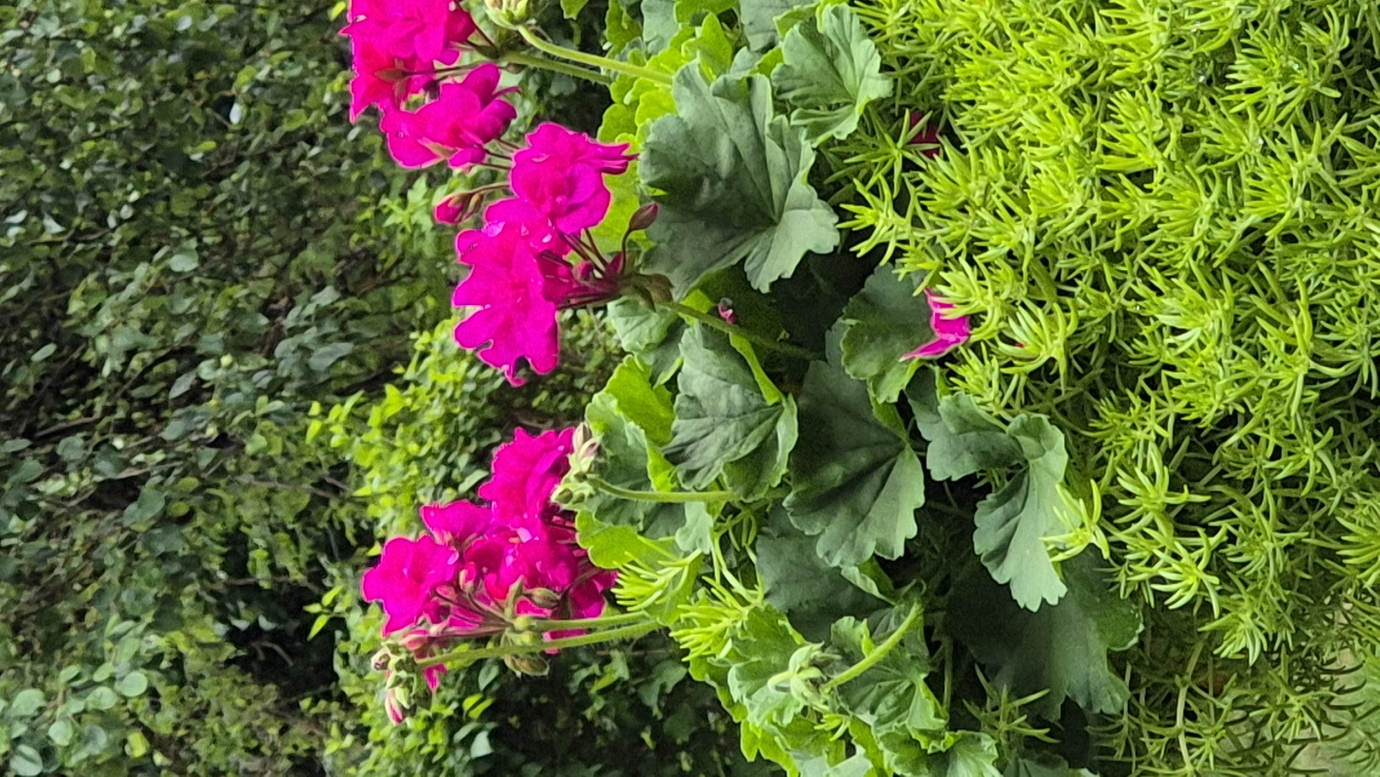 In Švenčionys, Lithuania, a close-up, vertical, outdoor photograph showcases a vibrant arrangement of flora. The foreground is dominated by a dense cluster of bright green, needle-like succulents, which have a sprawling, carpet-like appearance. Interspersed within and rising above the succulents are large, deep green, lobed leaves, characteristic of geraniums. Nestled amongst these leaves and stems are clusters of vivid, fuchsia-pink geranium blossoms. Several of the flowers are fully open, revealing their delicate, ruffled petals, while others are in various stages of bud formation. The background consists of a soft-focus, out-of-focus expanse of lush green foliage, likely trees and shrubs, suggesting a garden or natural setting. The lighting appears to be overcast, providing soft, diffused illumination that highlights the saturation of the colors without harsh shadows. There are no people or animals visible in the frame, and the focus is entirely on the botanical elements.