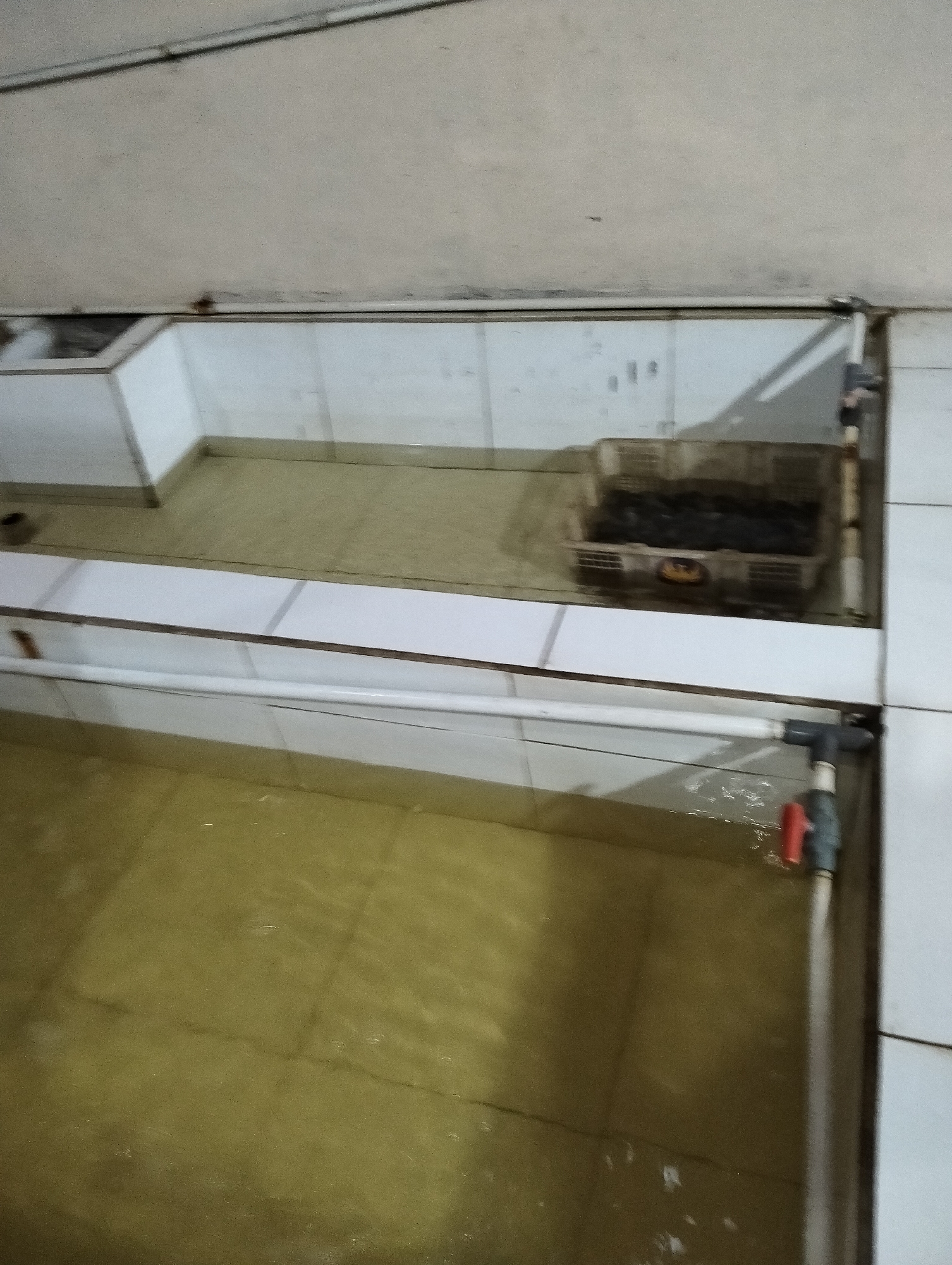 The image shows an interior view of a fish cultivation facility in Muncar, Indonesia. Two rectangular tanks, filled with murky yellowish water, are visible. The tanks are constructed from white tiled walls. A white pipe runs along the top edge of the lower tank, connected to a valve system with a red handle. A plastic crate filled with dark-colored items, possibly fish or other aquatic creatures, is placed in the upper tank, which appears to be shallower and partially drained. The walls are tiled white and cream, with visible seams and some discoloration on the upper wall, suggesting a functional, rather than decorative, environment. The ceiling is a plain, light-colored surface with visible horizontal fixtures. The overall impression is of a working aquaculture setup.