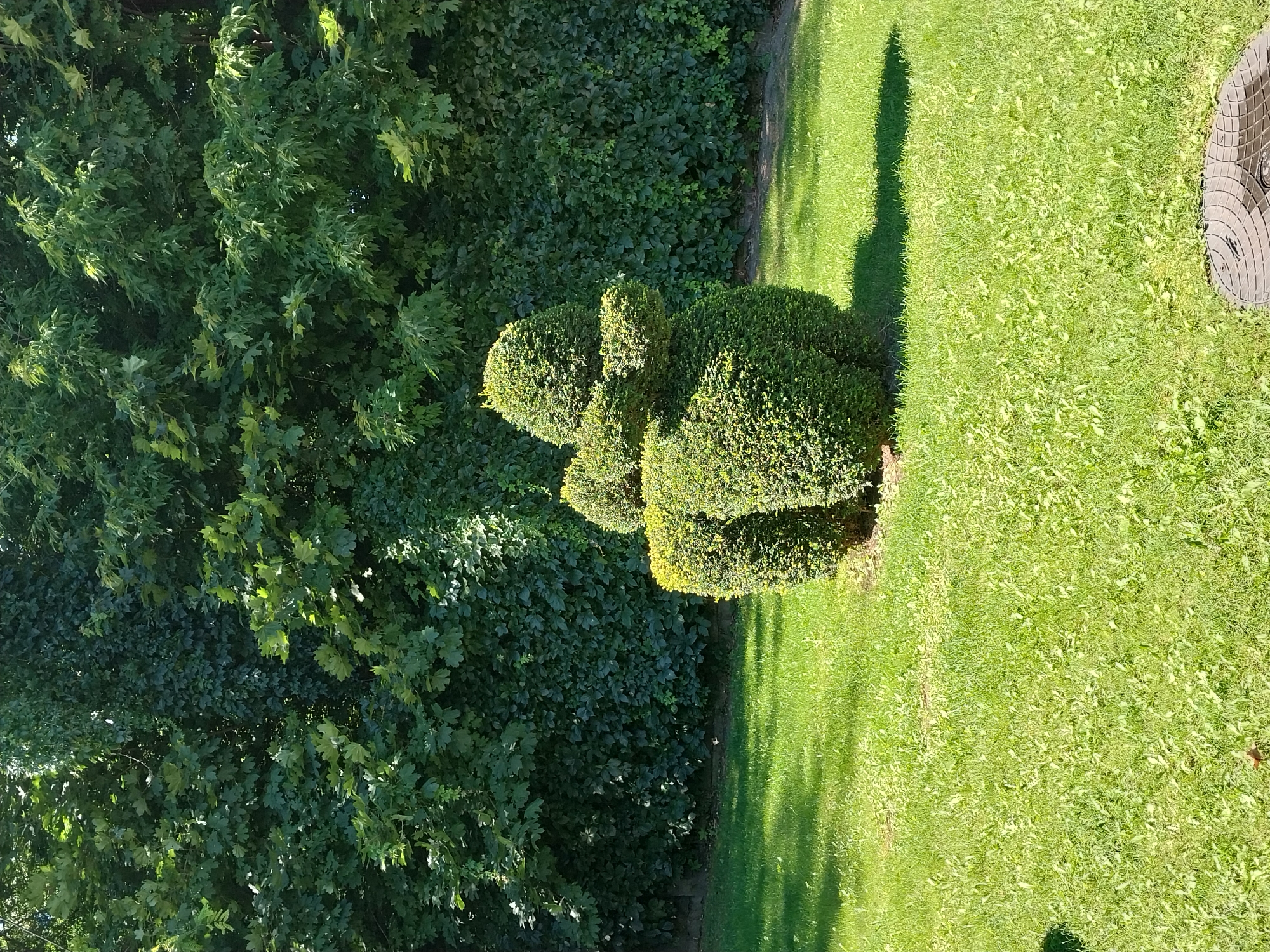 The image depicts a topiary shaped like a bear or dog, situated on a manicured lawn in what appears to be a park or garden. The topiary is green and well-maintained, with distinct features resembling a head, body, and limbs. Behind the topiary, a dense hedge or wall of greenery serves as a backdrop. The lawn is well-kept, with shadows cast by the sun indicating a bright day. In the foreground, a portion of a drain cover is visible. The scene is set in a natural outdoor environment, likely within the city of Dnipro, Ukraine, given the context provided.