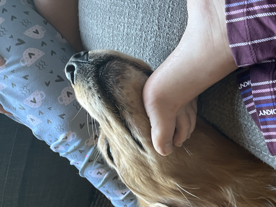 A dog lies with its face resting on a person's foot. The dog is light brown with a black nose and long fur. The person's foot is pale. The person wears blue patterned pants on their left and red and white striped pants on their right. They are sitting on a grey couch.