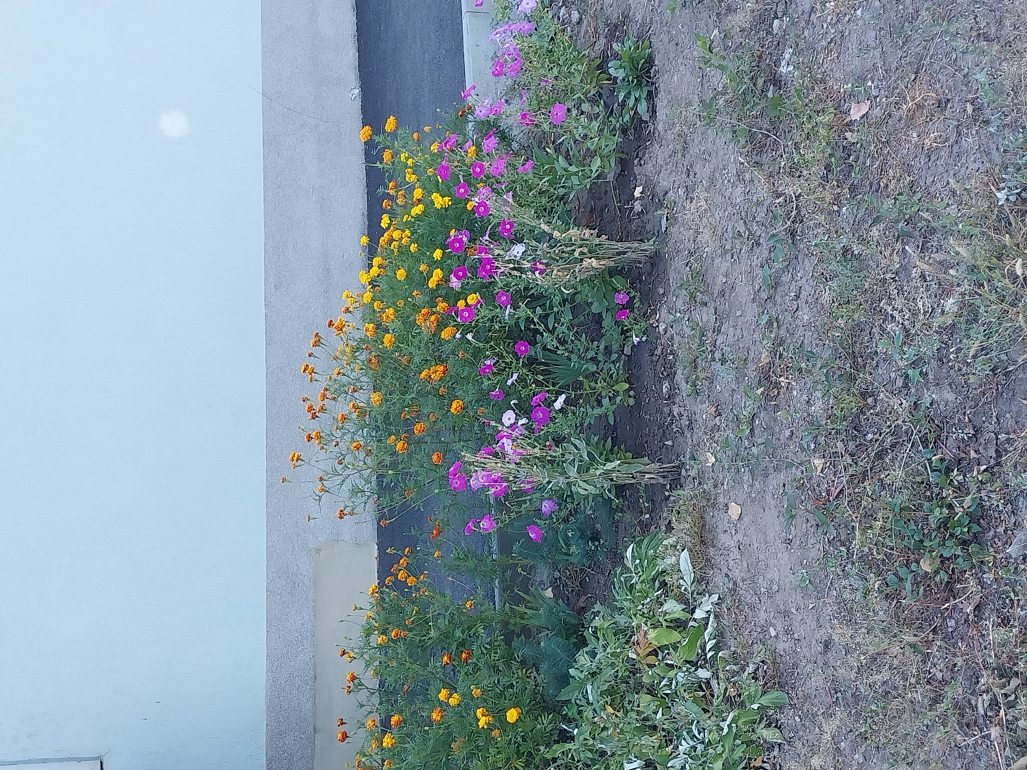 A mid-level, outdoor, full-shot captures a flowerbed in front of a pale blue building with a grey concrete base. The flowerbed contains a variety of colorful flowers, including bright yellow and orange marigolds, and clusters of pink and purple phlox. Some of the flowers are in full bloom, while others are still developing buds. The ground in front of the flowerbed is covered in dry dirt and sparse green vegetation. The building appears to be a typical urban structure, likely part of a residential or commercial complex. The scene is likely located in Dnipro, Ukraine, given the context. No people are visible in the image. The lighting suggests it is daytime, possibly late afternoon due to the shadows.
