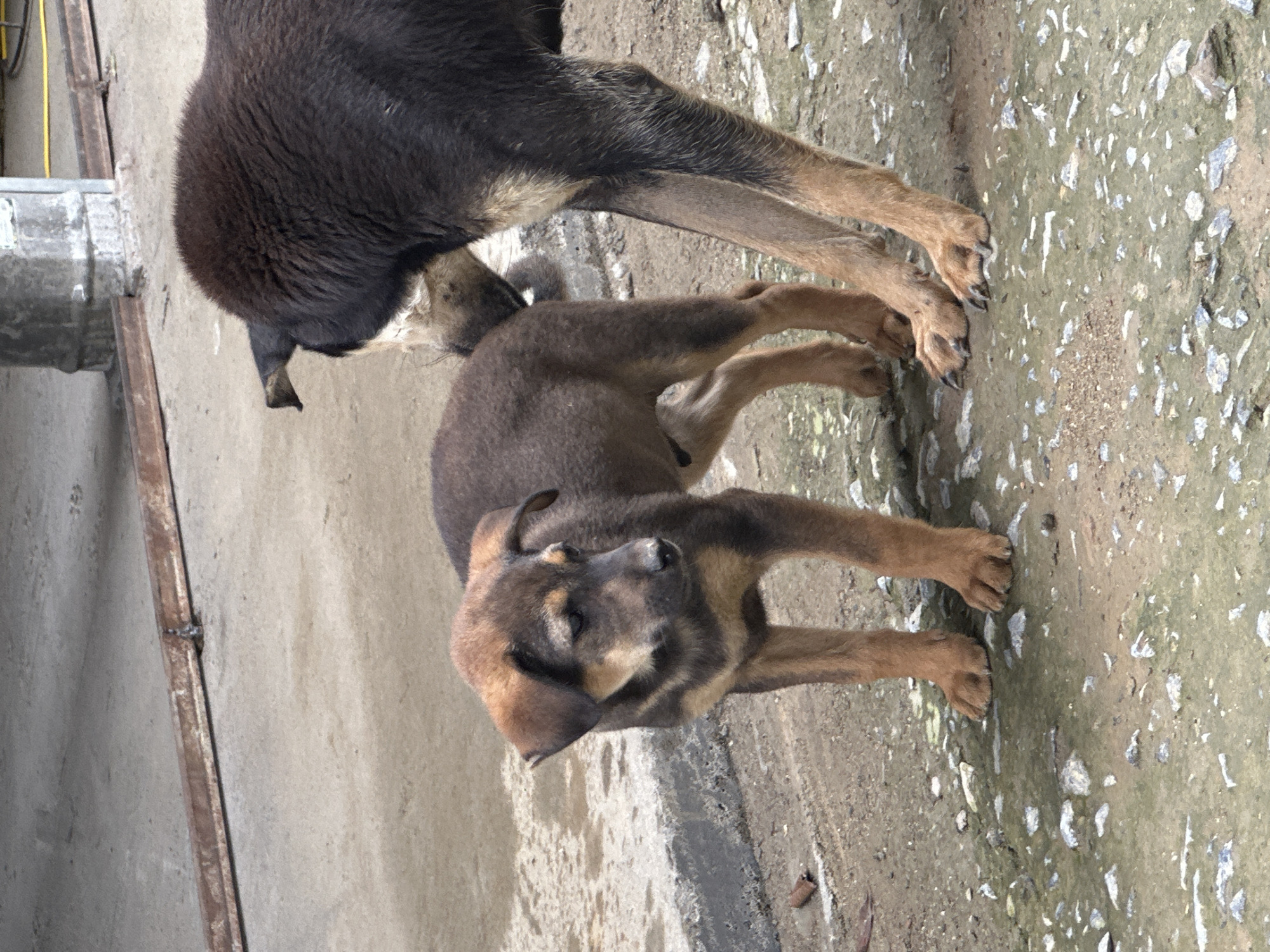 This image, captured in Dế Xu Phình, Vietnam, depicts an adult dog and a puppy on a mottled concrete and dirt surface. The adult dog, positioned on the right, exhibits a dark brown-black coat on its back, transitioning to tan on its legs and lower body. Its head is turned towards the left, positioned low as if sniffing or inspecting the puppy's rear. The puppy, situated in the foreground to the left, is primarily brown with distinct tan markings on its muzzle, chest, and legs. Its floppy ears are lowered, and its gaze is directed slightly downwards and to its right. Both dogs have visible dark claws on their tan paws. The ground beneath them is a mixture of light grey concrete in the background and a darker, textured, dirt-laden concrete in the foreground, scattered with small stones and debris. In the background, a horizontal rusty metal bar spans the mid-ground, and a grey concrete pillar is visible on the far right, with a yellow line or hose in the upper right corner.