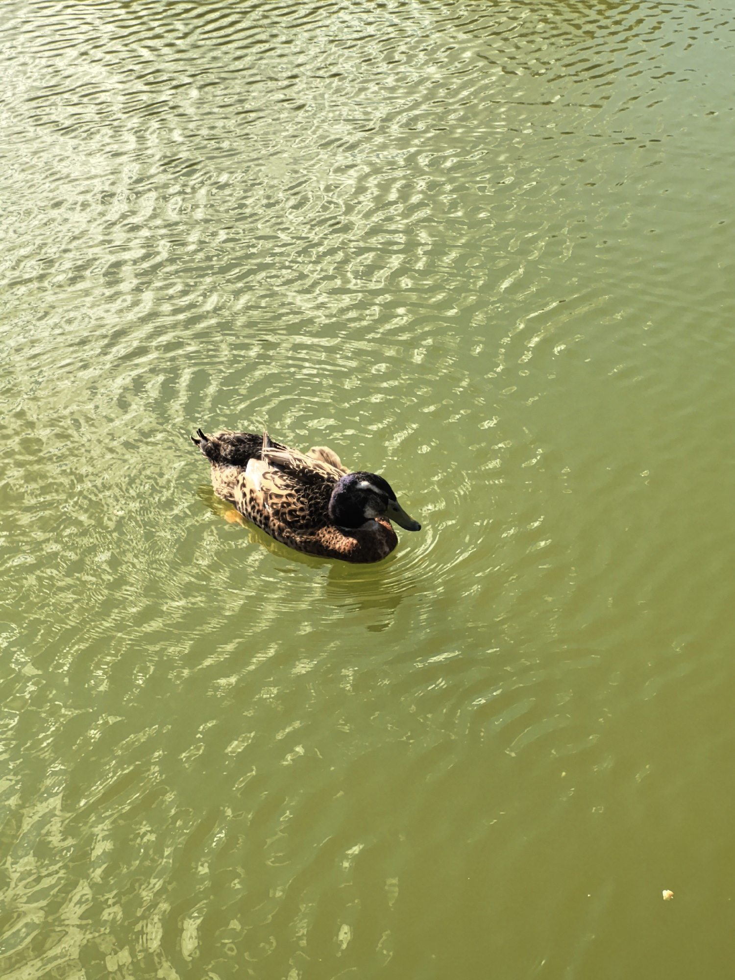 A mallard duck is swimming in calm, greenish water. The duck is facing left, with its head turned slightly towards the viewer. Its beak is open, and it appears to be quacking. The duck's feathers are a mix of brown, black, and white. The water has small ripples on its surface, reflecting the light. There are no people or any other objects visible in the image. The scene is likely a natural body of water, such as a pond or lake, in or near the city of Mokino, Russia.