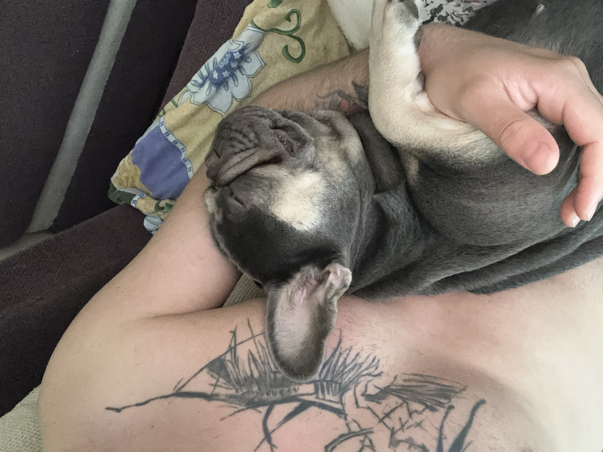A person with tattoos on their chest and arm is holding a French Bulldog puppy, which is sleeping and curled up against the person. The person is lying down, with a patterned blanket and a dark upholstered surface visible in the background. The scene appears to be indoors.