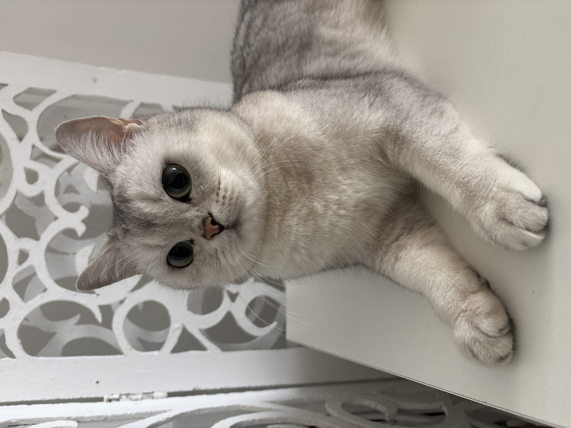 A grey and white cat with large, round green eyes is lying down on a white surface. The cat's head is facing the camera with a neutral expression. The background features a white, ornate metal grate. The location is not discernible from the image.