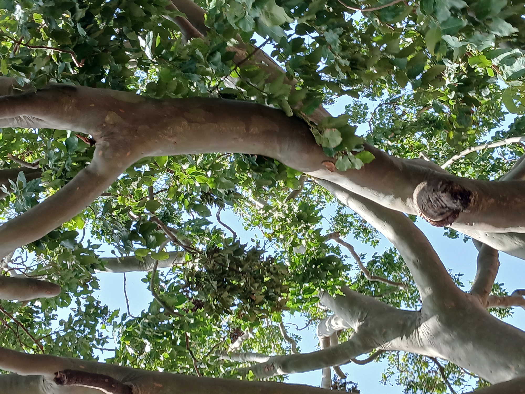The image displays a close-up, upward view of the trunk and branches of a large tree, with a clear blue sky visible through the canopy of green leaves. The tree's bark is a smooth, light gray color, with some darker, rougher patches and visible knots. The branches are thick and irregularly shaped, spreading outwards and upwards. Green leaves, some of which appear slightly tattered, fill the spaces between the branches. The perspective suggests the viewer is standing directly beneath the tree, looking straight up. There are no people or animals visible in the image, and no indication of the specific location within Kwang, Nigeria, beyond it being an outdoor, natural environment with a large tree.