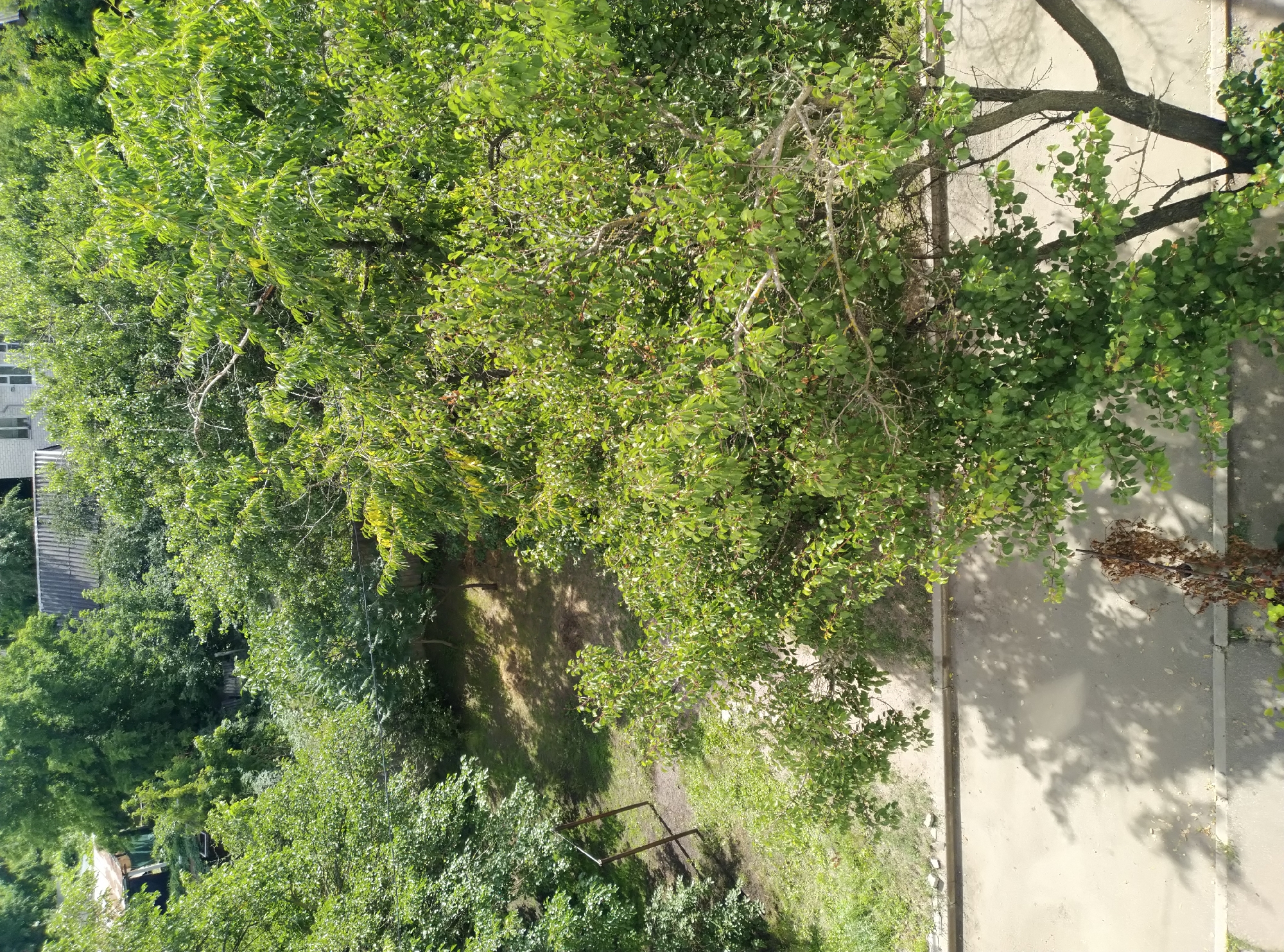 An aerial, eye-level, medium shot captures a sunlit, tree-lined residential area. The foreground is dominated by the dense green foliage of a large tree, its branches reaching out to the right and center. Below the tree, a paved surface with distinct shadows stretches across the bottom of the frame. To the left, a patch of grass and a small, brown metal structure, possibly part of a swing set, are visible. The mid-ground reveals more trees and a clear patch of ground. In the background, a light-colored, multi-story building with dark-framed windows and a gray, sloped roof is nestled amongst more trees. The scene appears to be a residential backyard or a quiet neighborhood.
