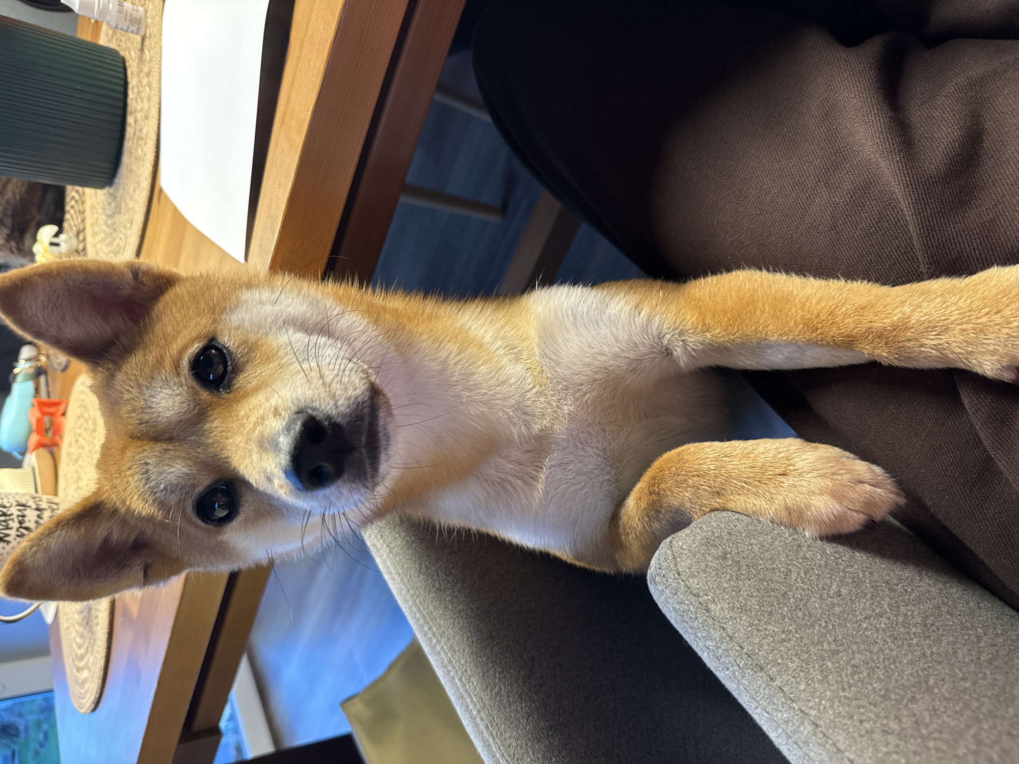 A Shiba Inu dog is positioned in the lap of a person seated in a grey chair. The dog's paws rest on the chair armrest. A wooden table is visible beside them with a placemat, a dark green object, and a white paper on it. The person is wearing dark brown trousers. The location in Carnikava, Latvia cannot be determined from this image.