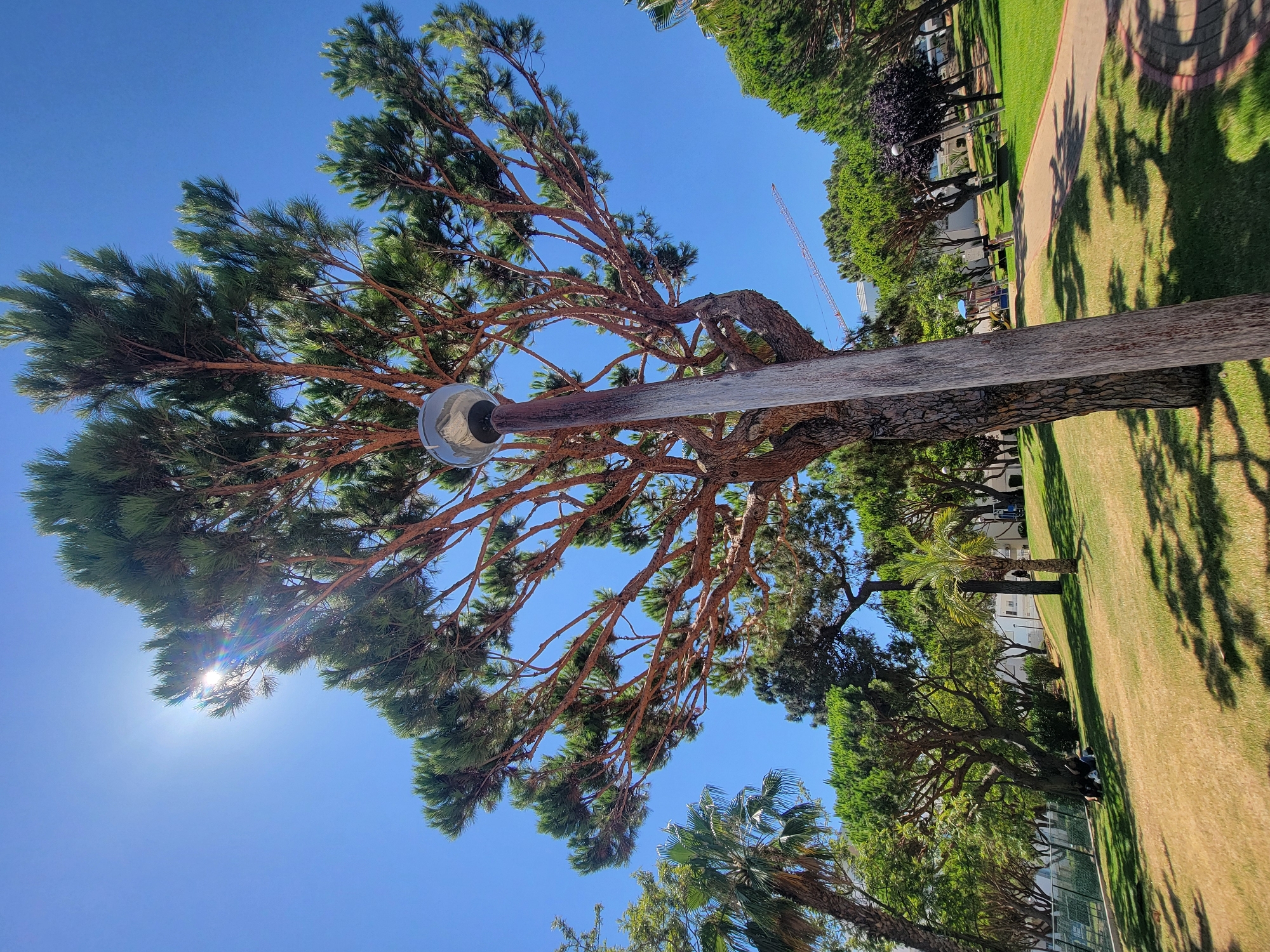 The image depicts a sunny day in a park in Quarteira, Portugal, under a clear blue sky. A large pine tree with reddish bark and green needles dominates the foreground, with its branches reaching upwards. A wooden lamppost with a spherical lamp is positioned in front of the tree. In the background, there are more trees, including palm trees, and a grassy area with a paved walkway. Some people are visible sitting on the grass in the distance, and a construction crane can be seen in the far background. The overall scene conveys a sense of a well-maintained public space on a bright day.