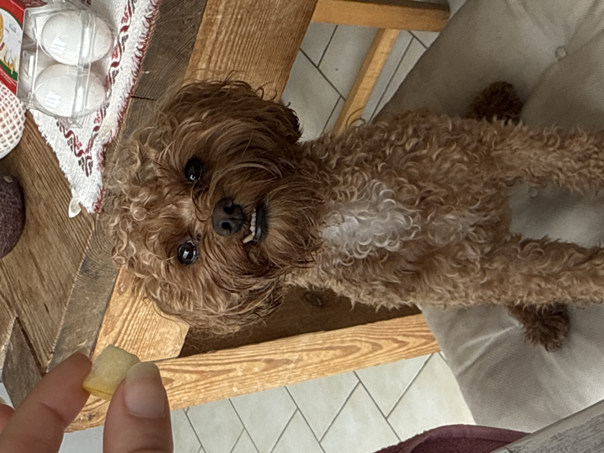 A small, curly-haired brown dog is sitting on a light-colored cushion, looking up at a person's hand holding a small piece of yellow food. The dog's mouth is slightly open, revealing its teeth. The dog appears to be a toy poodle or a similar breed. The scene is indoors, with a wooden table in the background that has a checkered tablecloth with a red and white pattern. On the table, there is a clear plastic container with two white eggs. A portion of a wooden chair is visible on the right side of the image, and a tiled floor is visible on the left. The image does not provide enough information to determine the location within the city of Tbilisi, Georgia.