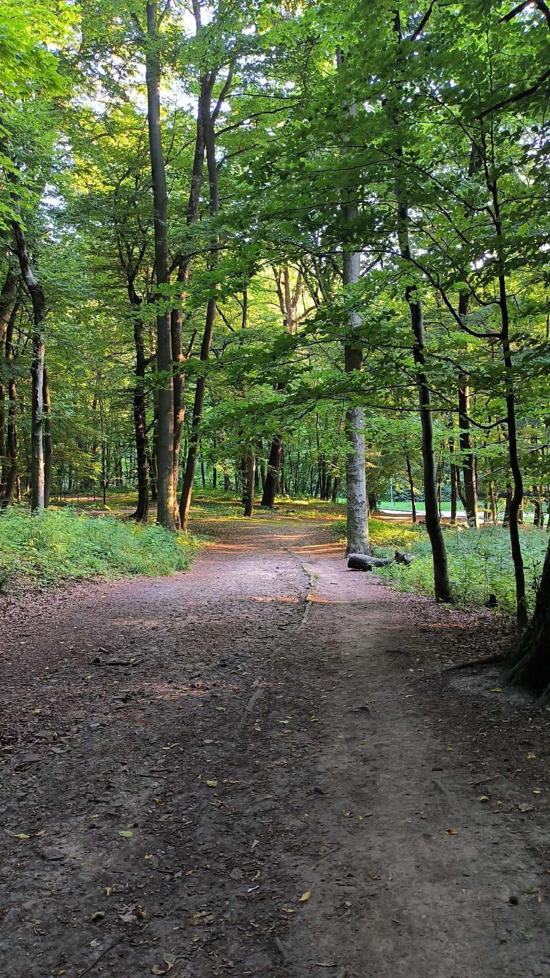 The image depicts a dirt path winding through a dense forest with tall trees and lush green foliage. Sunlight filters through the canopy, casting dappled shadows on the path and the forest floor, which is covered in fallen leaves and twigs. The path appears well-trodden, suggesting it is a popular route. To the right of the path, a fallen log rests near the base of a large tree. The forest appears to be a mature woodland, likely part of a park or natural reserve. There are no people or animals visible in the scene. The overall impression is one of a peaceful and natural environment. This scene is consistent with the appearance of some walking trails found in the Lychakiv Cemetery in Lviv, Ukraine, a historic cemetery that also features significant green spaces and old trees.