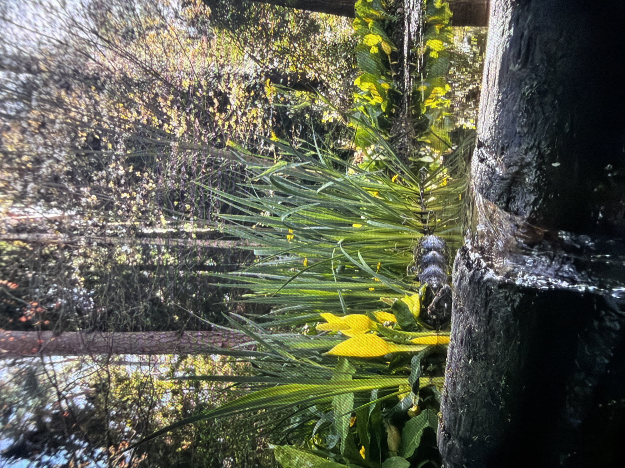 The image presents a forest scene, seemingly taken from a low perspective. Predominantly featuring green foliage, specifically long blades of grass with scattered yellow flowers and broader green leaves, the composition leads to a foreground dominated by a dark, possibly wet, tree trunk. Behind the lush foreground, the scene opens up to a sparser woodland with trees and branches.
Without additional information or visual cues that link specifically to the landmarks, architecture, or environmental traits unique to Reigate and Banstead, United Kingdom, pinpointing the precise location remains impossible.