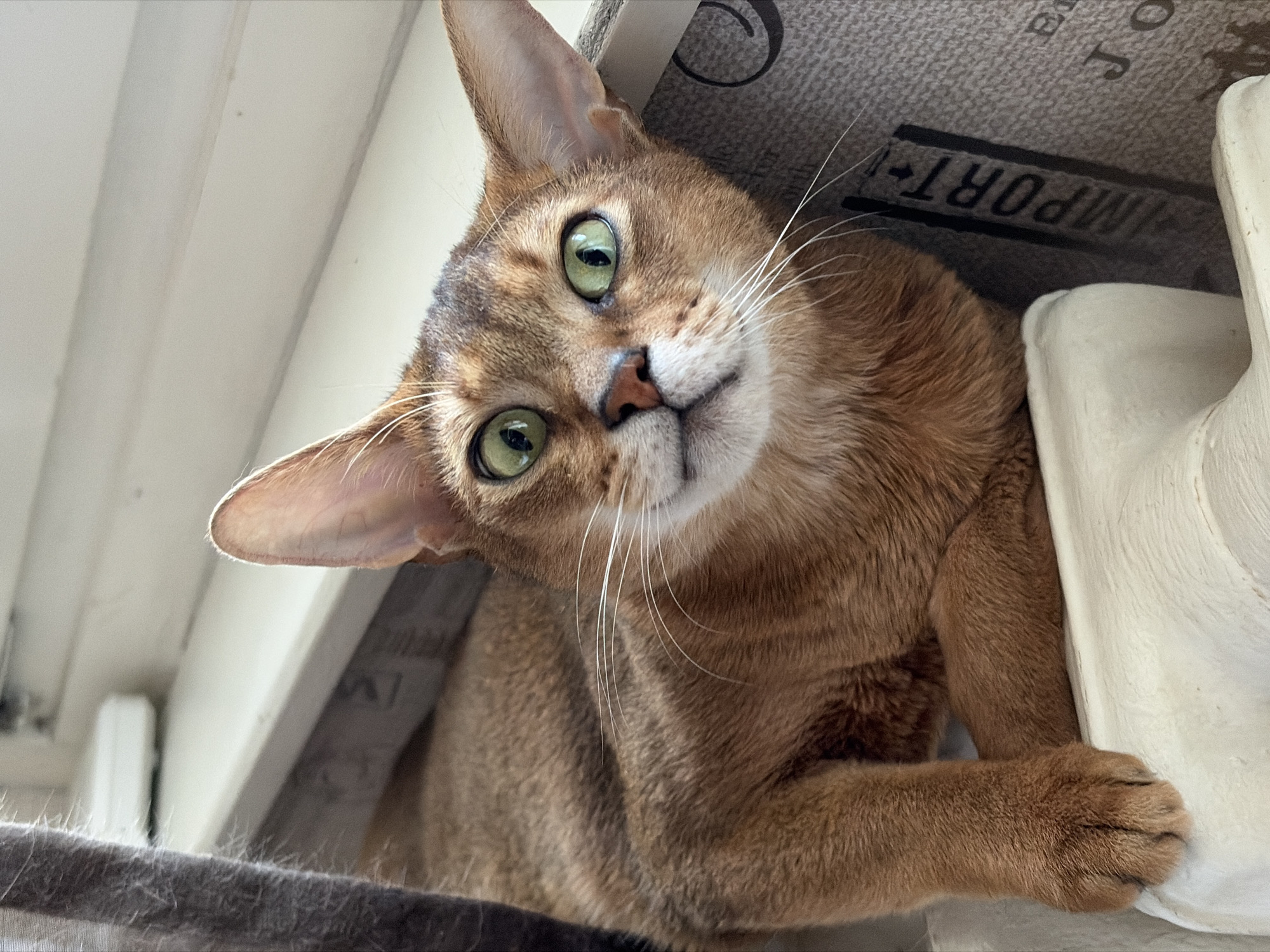 A ginger Abyssinian cat is looking directly at the camera with its head tilted to the left. Its fur is a rich, reddish-brown color with darker markings around its face. It has bright green eyes, a small pink nose, and long white whiskers. The cat is situated in a cluttered indoor setting. The background includes a beige fabric or covering with the word "IMPORT" partially visible in block letters. White painted wooden elements and a grey fuzzy surface are also visible. No information indicates the location is Chaikovsky, Russia.