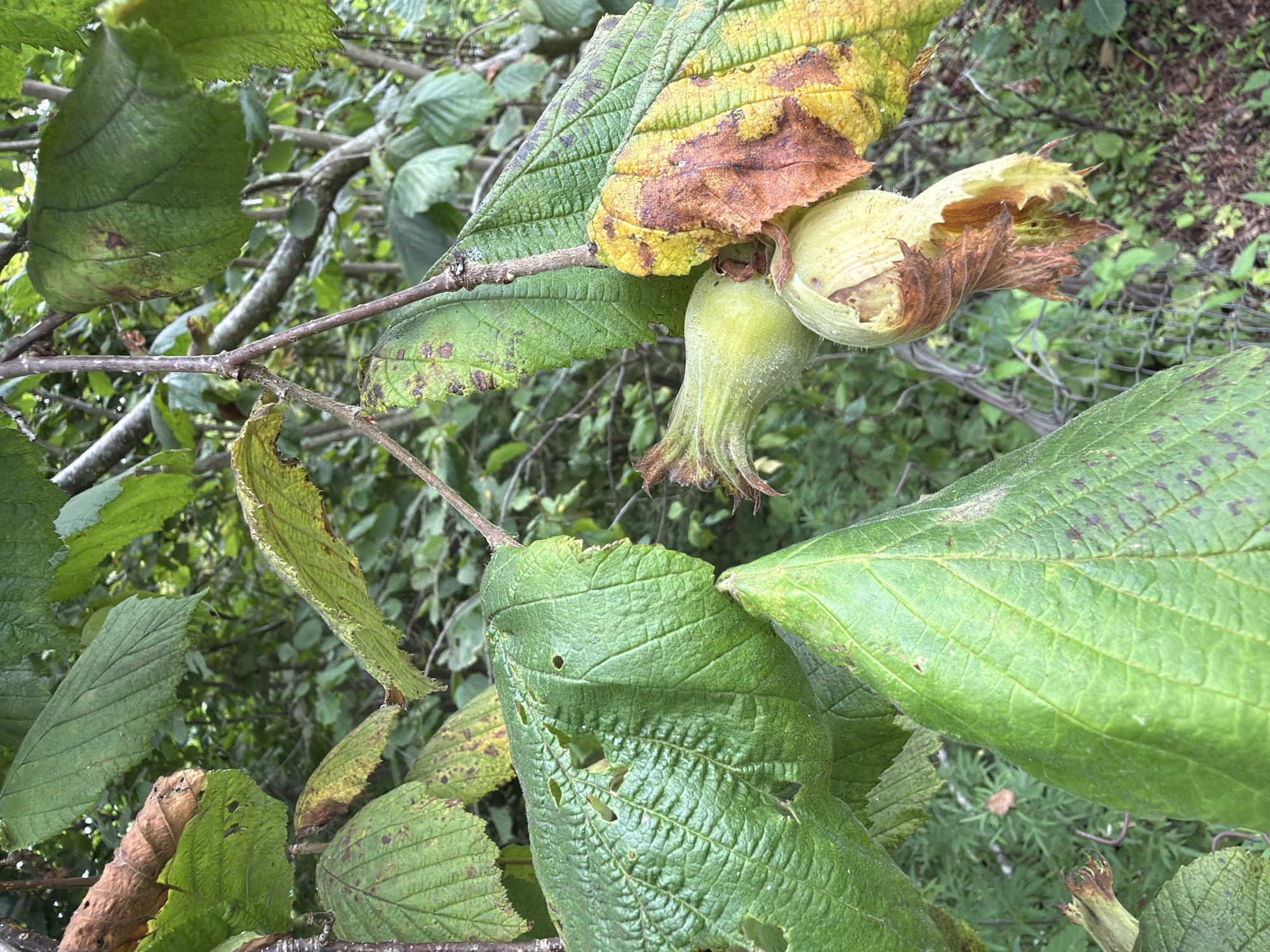 The image shows a close-up of hazelnut fruits and leaves on a branch. The hazelnuts are in various stages of development, some still enclosed in their husks, which are green and fringed. One hazelnut appears to be partially opened, revealing a lighter colored nut inside. Several large, green leaves with visible veins and some brown, decaying spots are in the foreground and mid-ground. The background is a blur of green foliage and branches, suggesting an outdoor, natural setting. There are no people or animals visible in the image. The scene appears to be in Kveda Sameba, Georgia, based on the prompt, but there are no specific visual cues within the image itself to confirm this location.