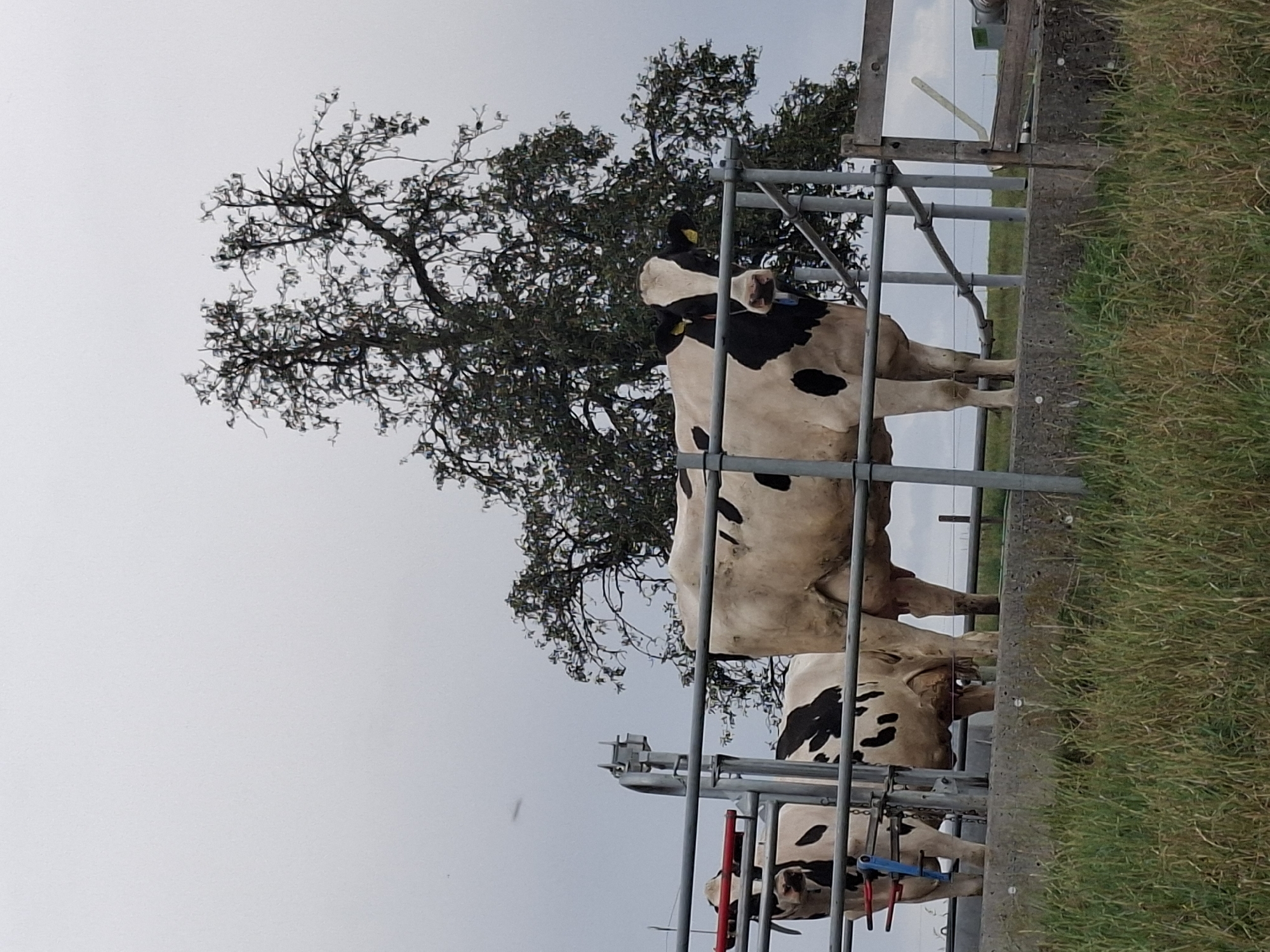 This image depicts a scene in Eschenbach (LU), Switzerland, featuring a group of dairy cows in an outdoor enclosure. The primary subjects are three Holstein Friesian cows, characterized by their distinctive black and white markings. The cow in the foreground, facing the camera, is particularly prominent. These cows are standing behind a metal railing system, which appears to be part of a milking or holding pen. The background is dominated by a large, leafy tree with a complex branching structure, set against a cloudy, overcast sky. The ground in the foreground is covered with dry, green grass. The overall environment suggests a rural or agricultural setting, consistent with a farm. There are no people visible in the image, and the focus is solely on the animals and their immediate surroundings.